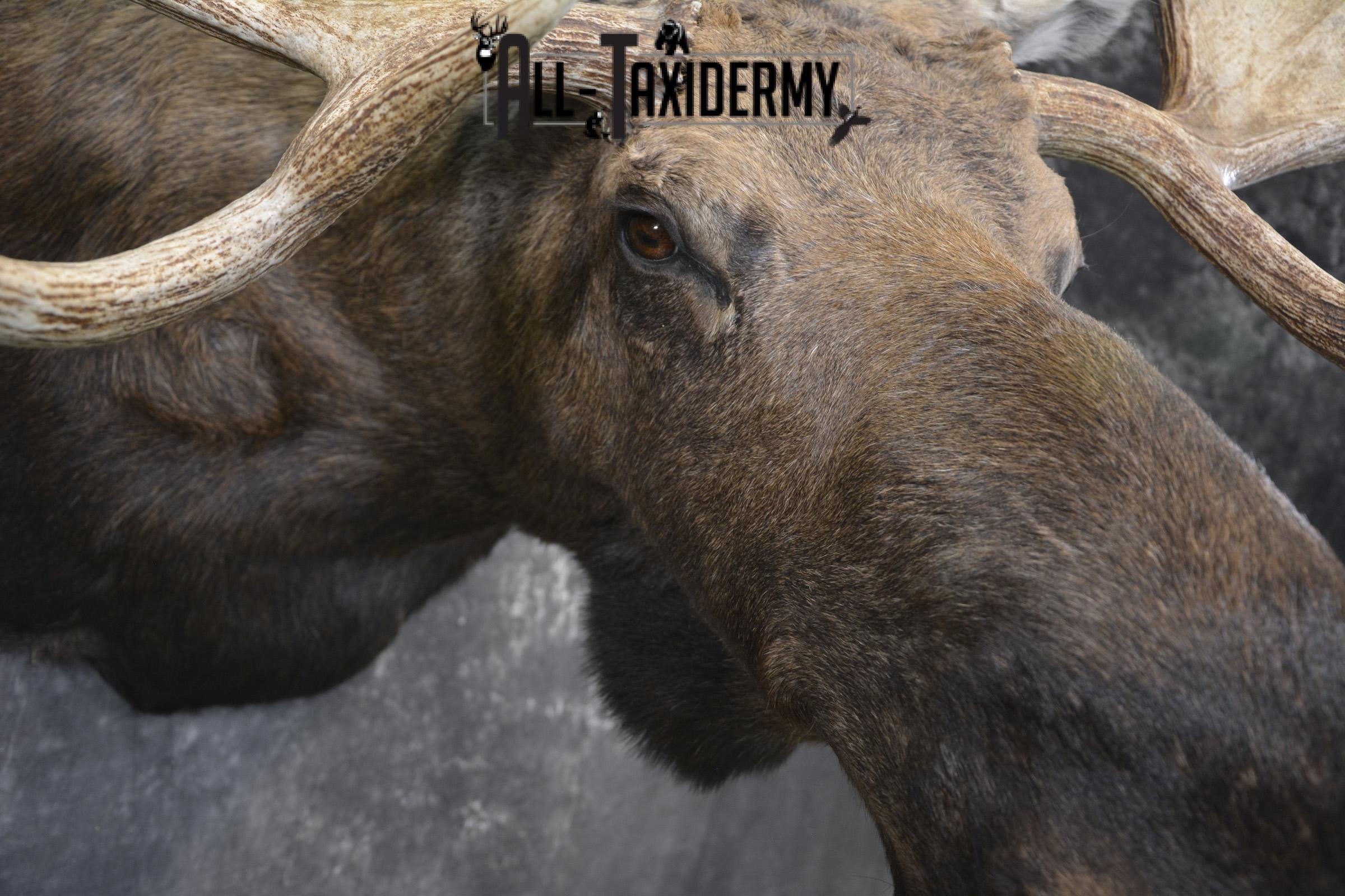 Western Moose taxidermy shoulder mount for sale * SKU 2048 - Image 4