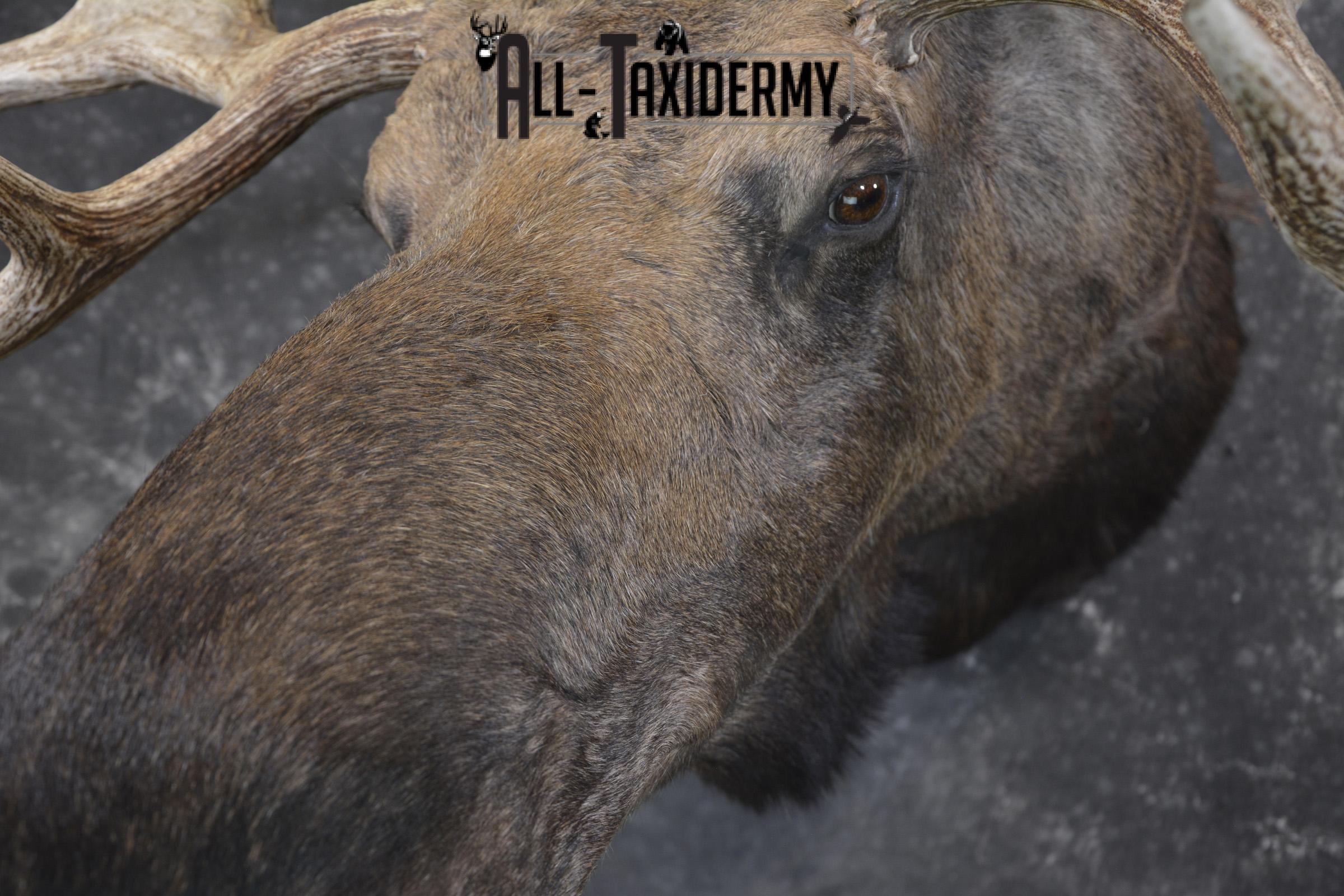 Western Moose taxidermy shoulder mount for sale * SKU 2048 - Image 3