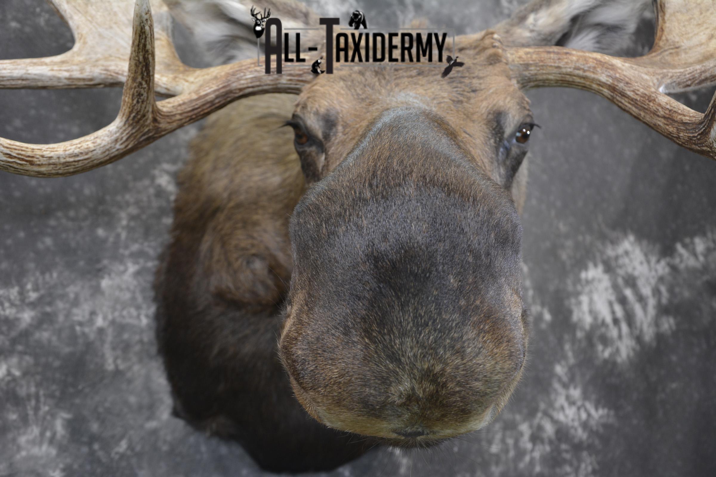 Western Moose taxidermy shoulder mount for sale * SKU 2048 - Image 2