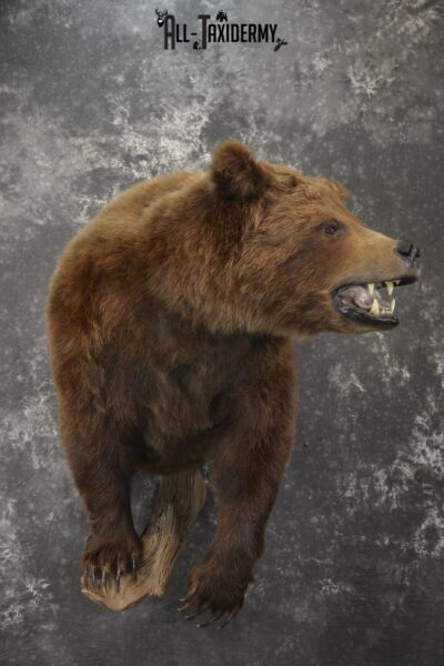1/2 Body Yukon brown bear taxidermy mount for sale Grizzly * SKU 2075