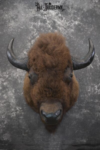 Bison taxidermy shoulder mount for sale * SKU 2049
