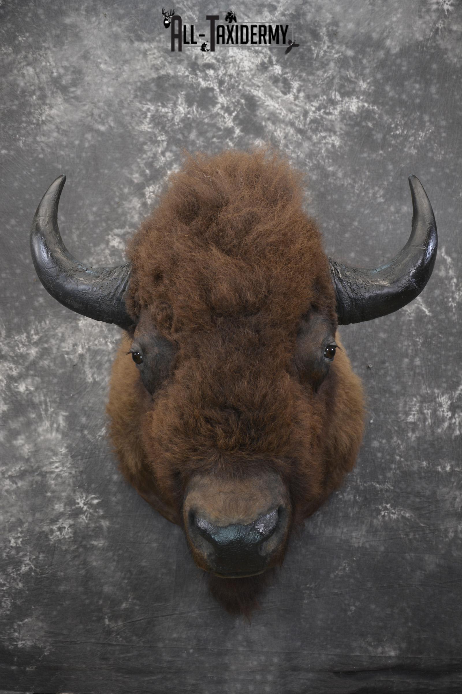 Bison taxidermy shoulder mount for sale * SKU 2049