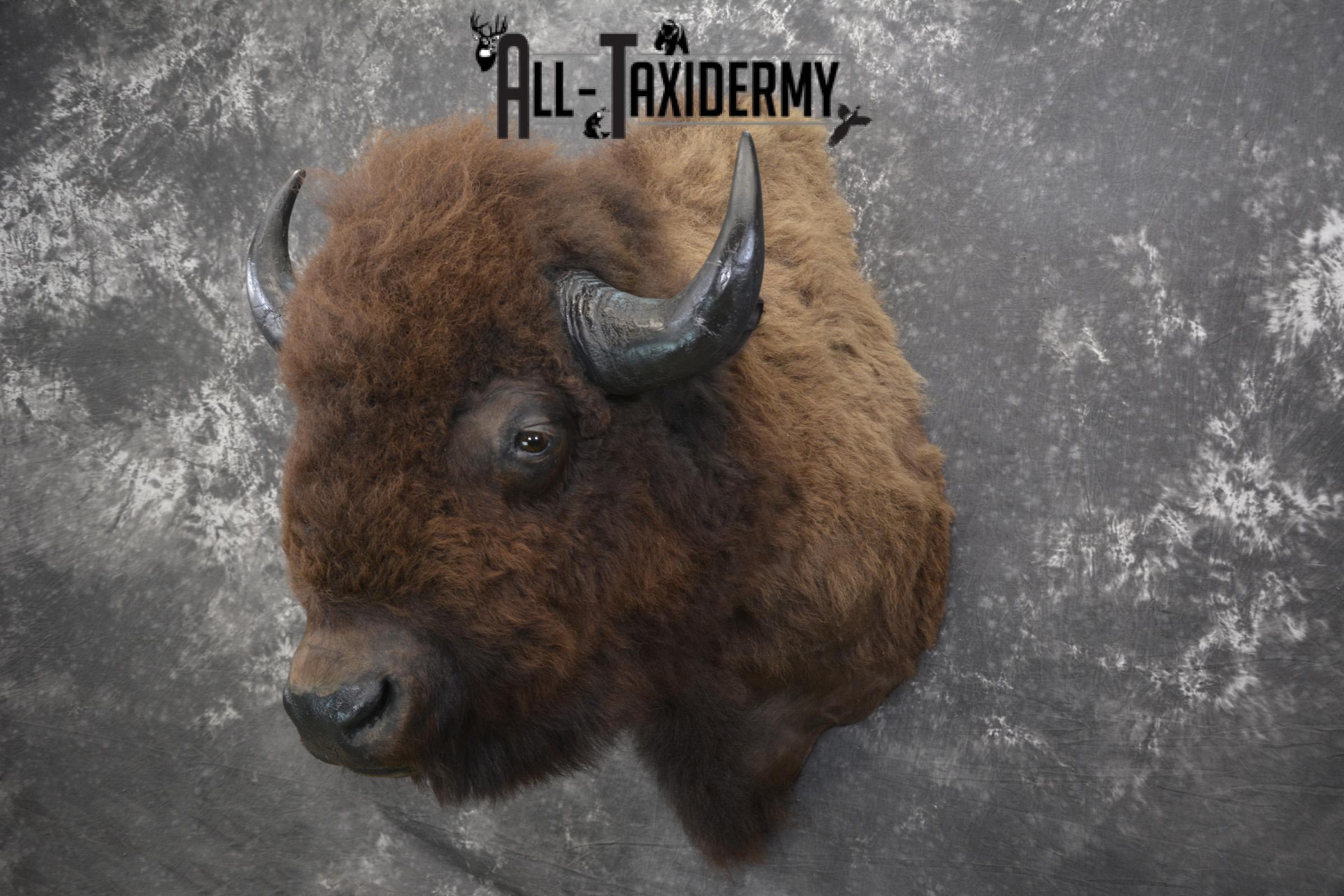 Bison taxidermy shoulder mount for sale * SKU 2049 - Image 8
