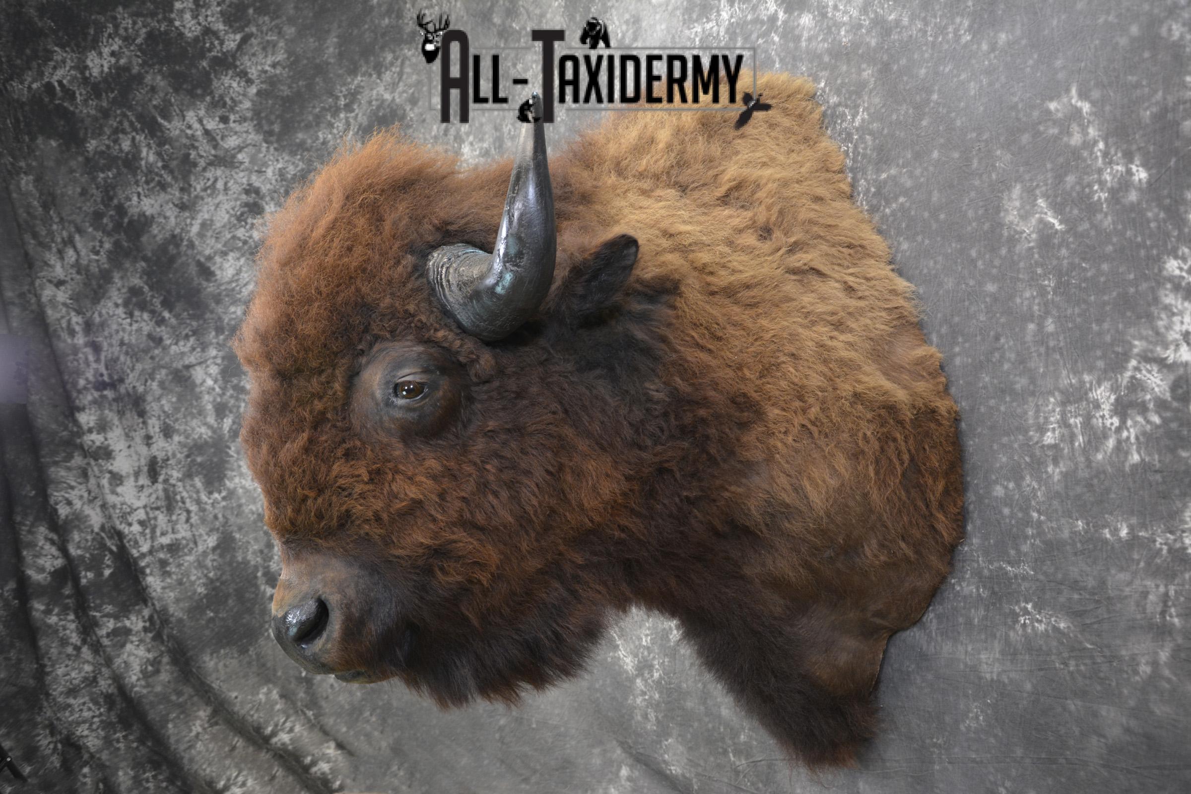Bison taxidermy shoulder mount for sale * SKU 2049 - Image 7