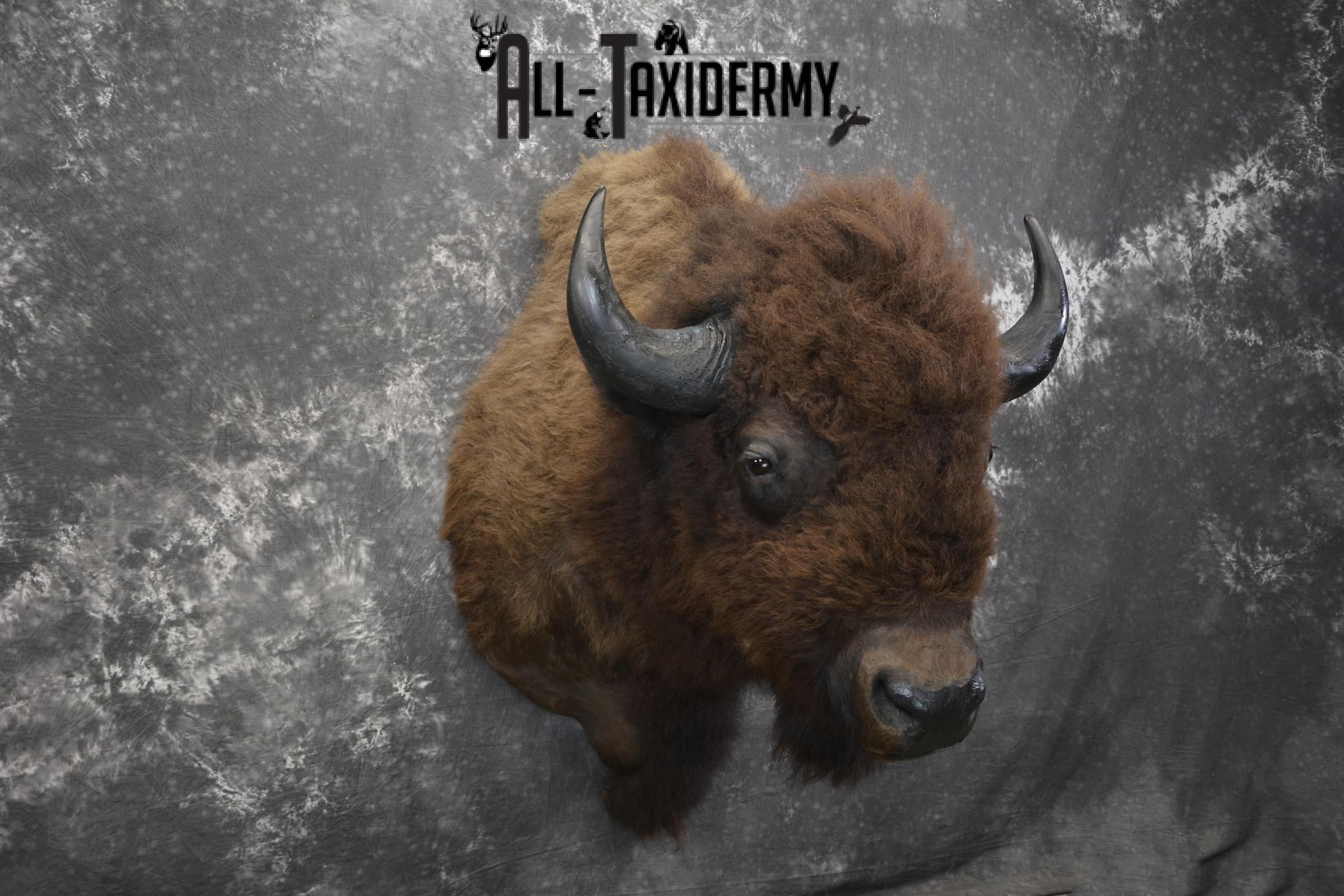Bison taxidermy shoulder mount for sale * SKU 2049 - Image 6