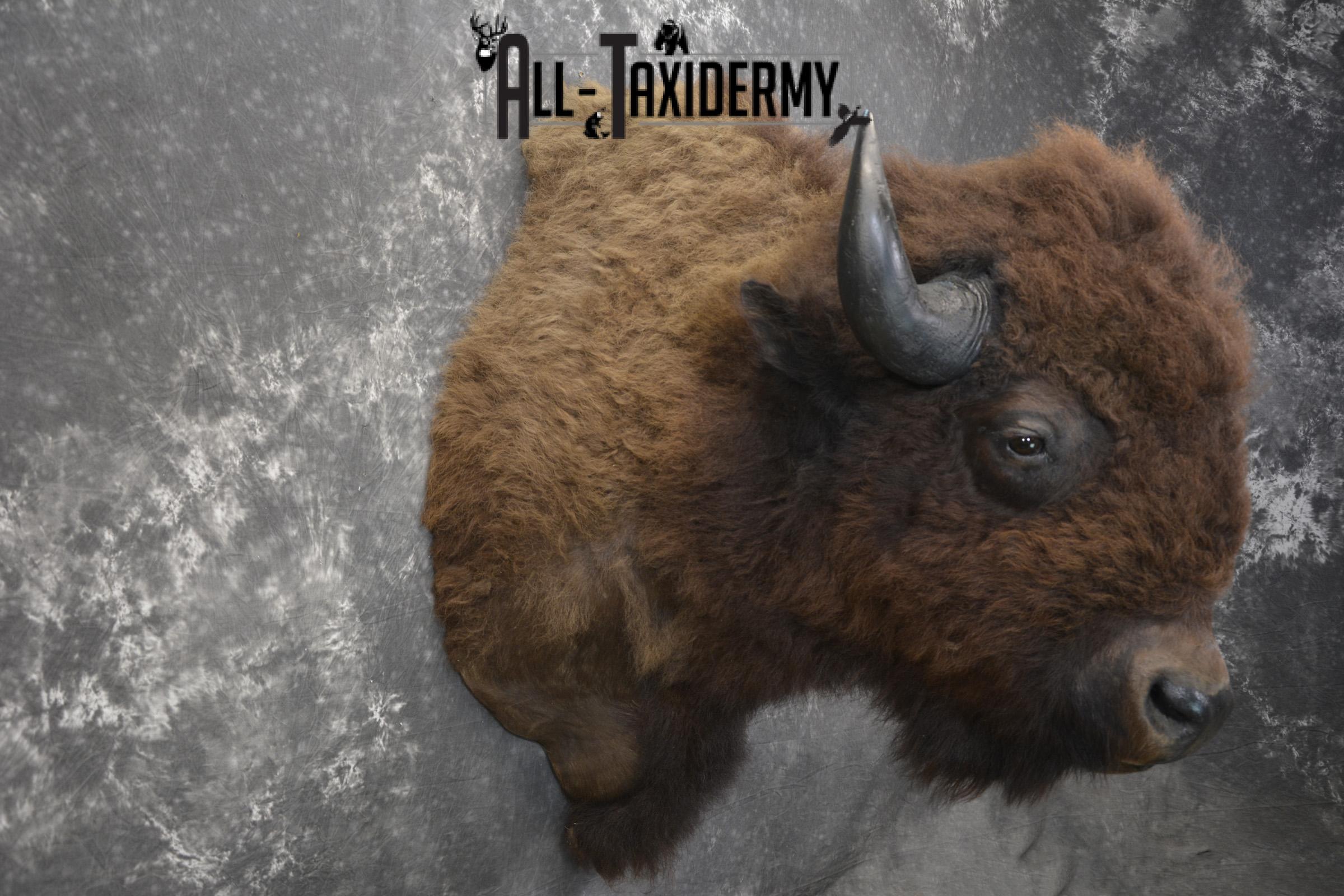 Bison taxidermy shoulder mount for sale * SKU 2049 - Image 5