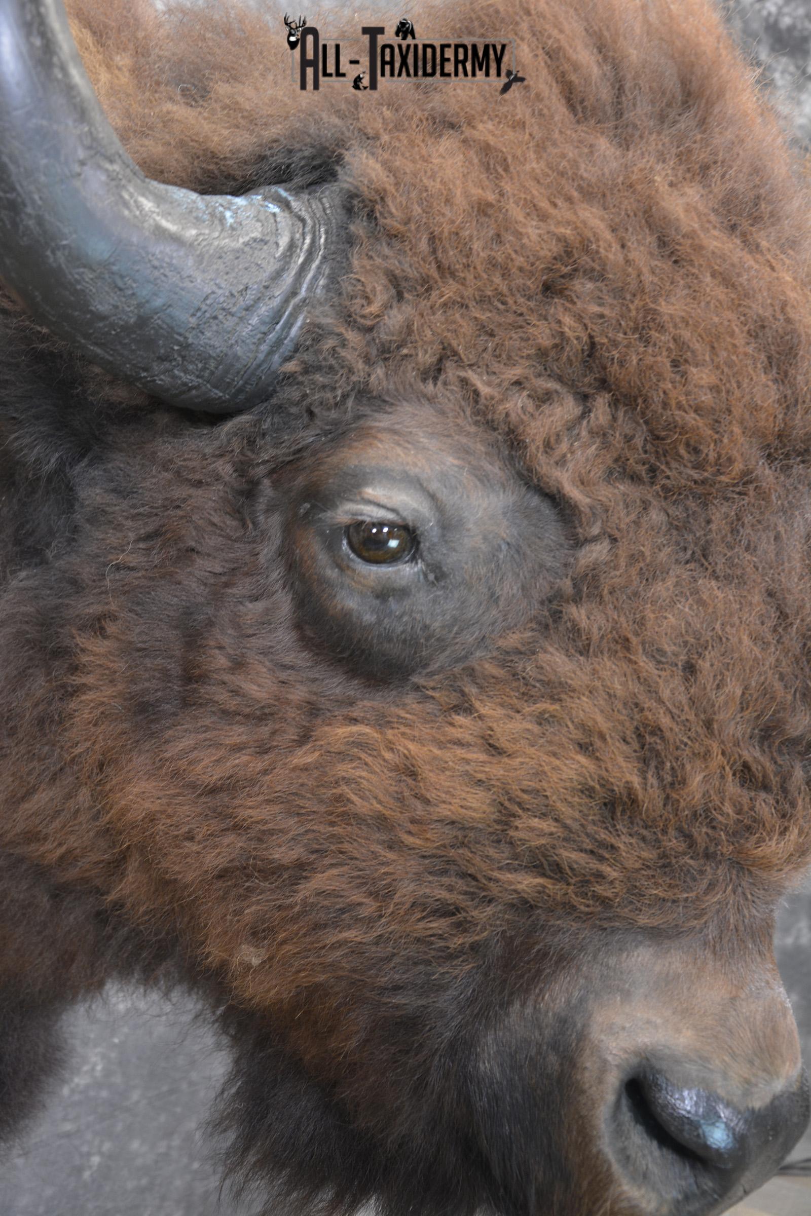 Bison taxidermy shoulder mount for sale * SKU 2049 - Image 4