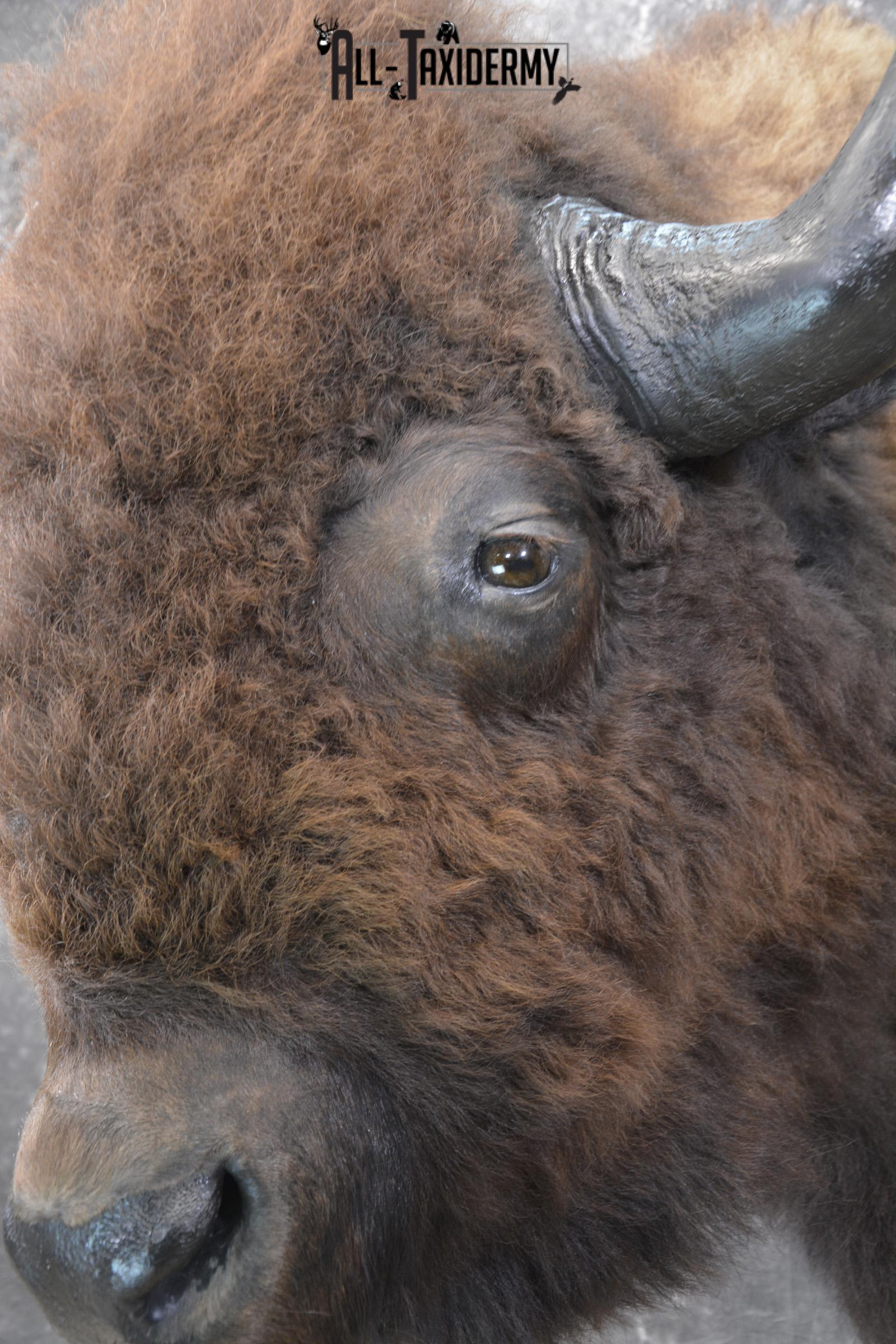 Bison taxidermy shoulder mount for sale * SKU 2049 - Image 3