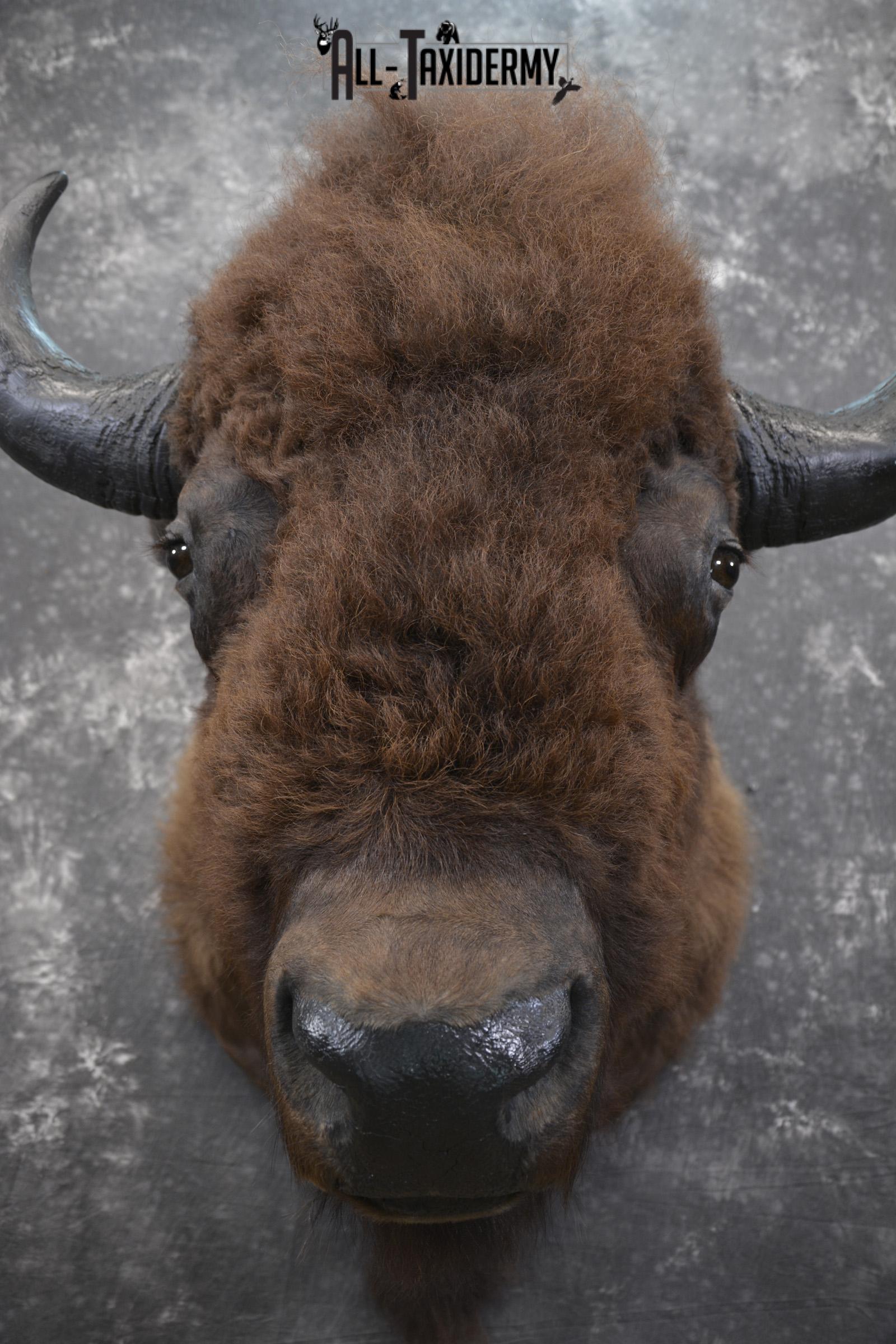 Bison taxidermy shoulder mount for sale * SKU 2049 - Image 2