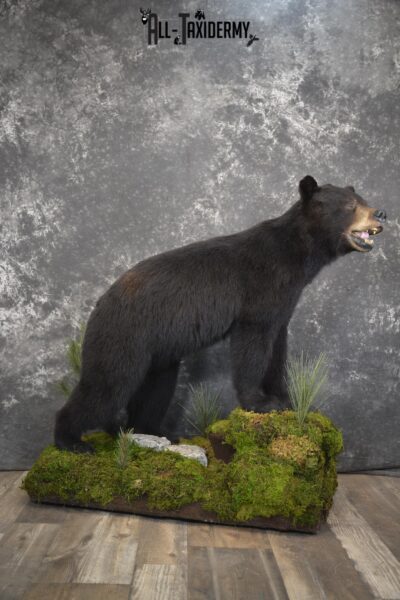 Full body Black bear taxidermy mount for sale * SKU 2055