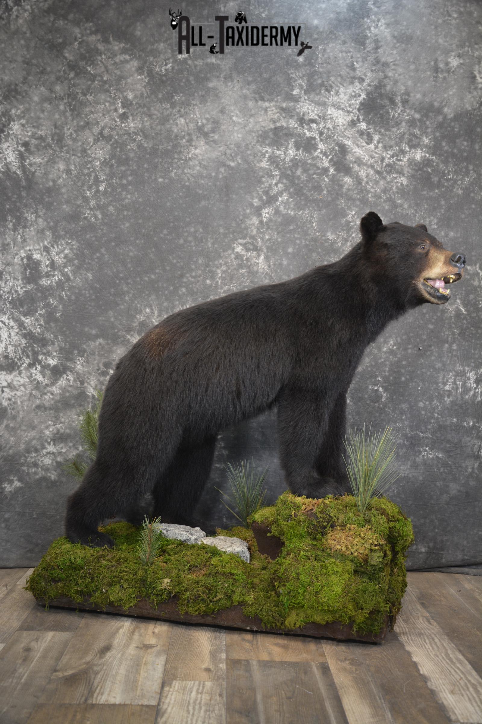 Full body Black bear taxidermy mount for sale * SKU 2055
