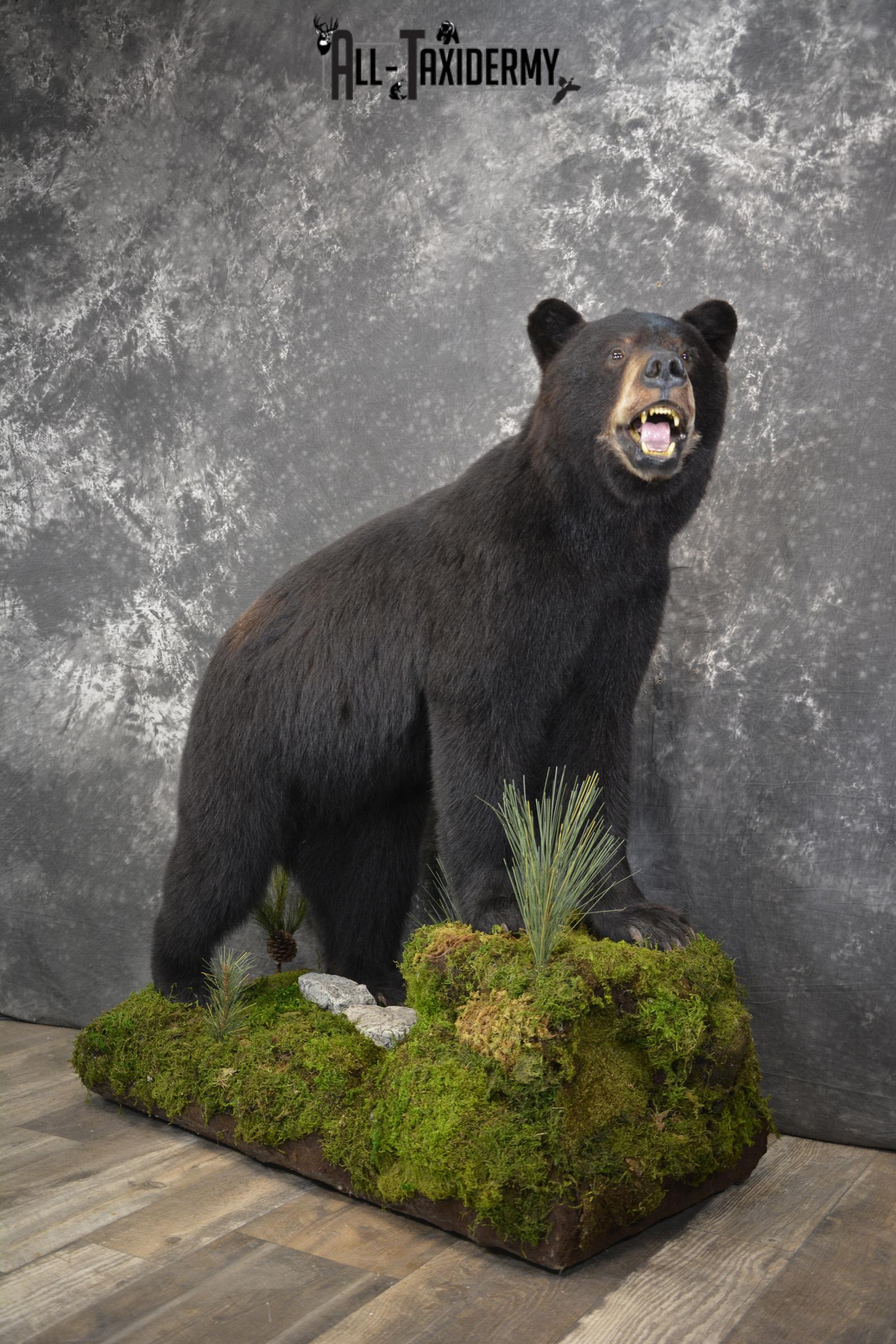 Full body Black bear taxidermy mount for sale * SKU 2055 - Image 9