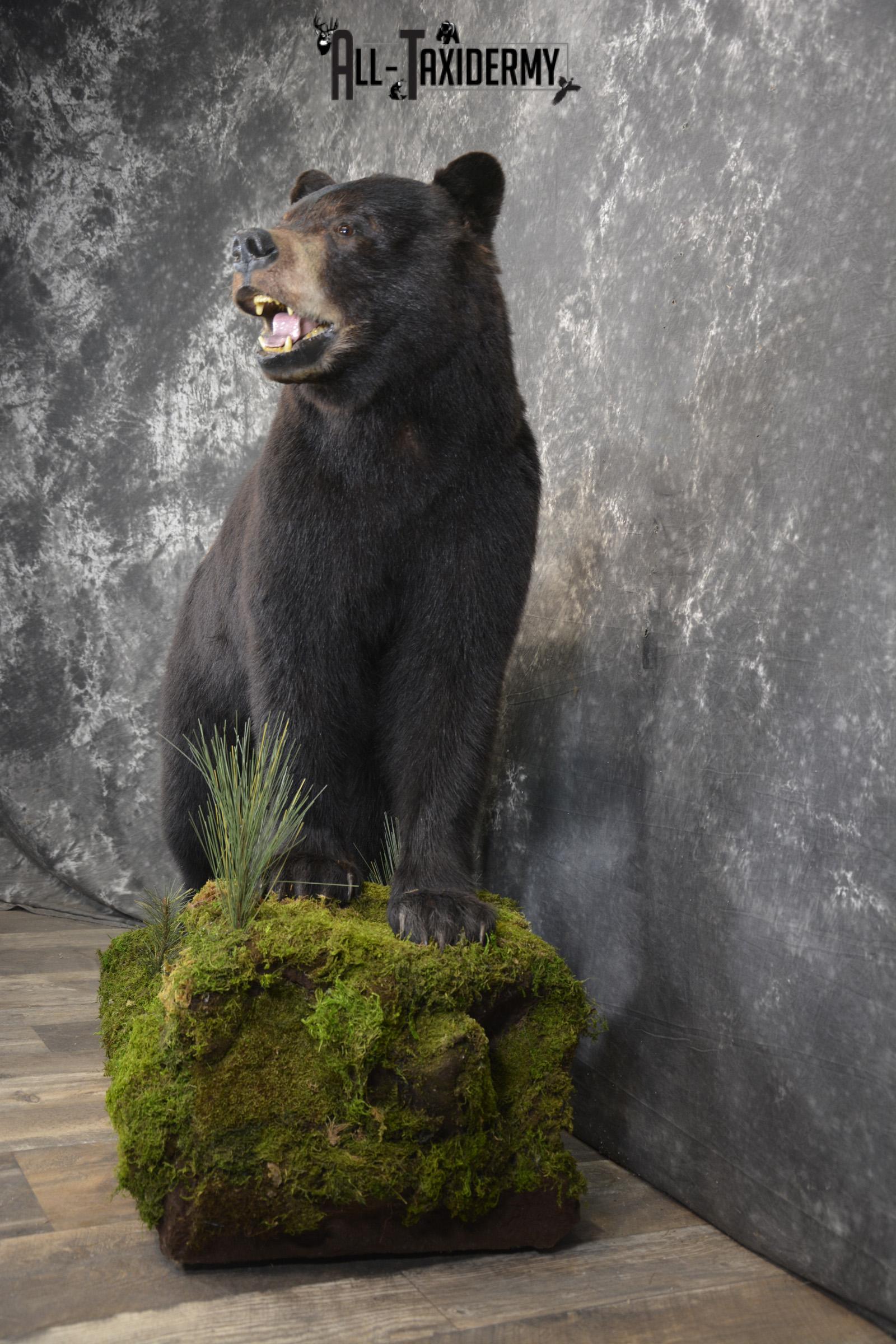 Full body Black bear taxidermy mount for sale * SKU 2055 - Image 8