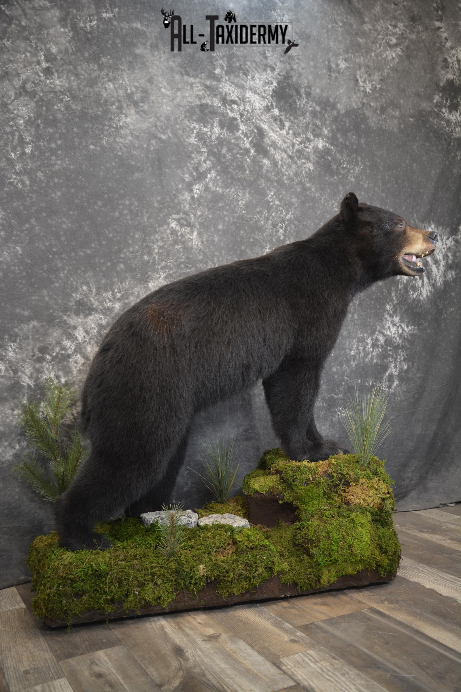 Full body Black bear taxidermy mount for sale * SKU 2055 - Image 7