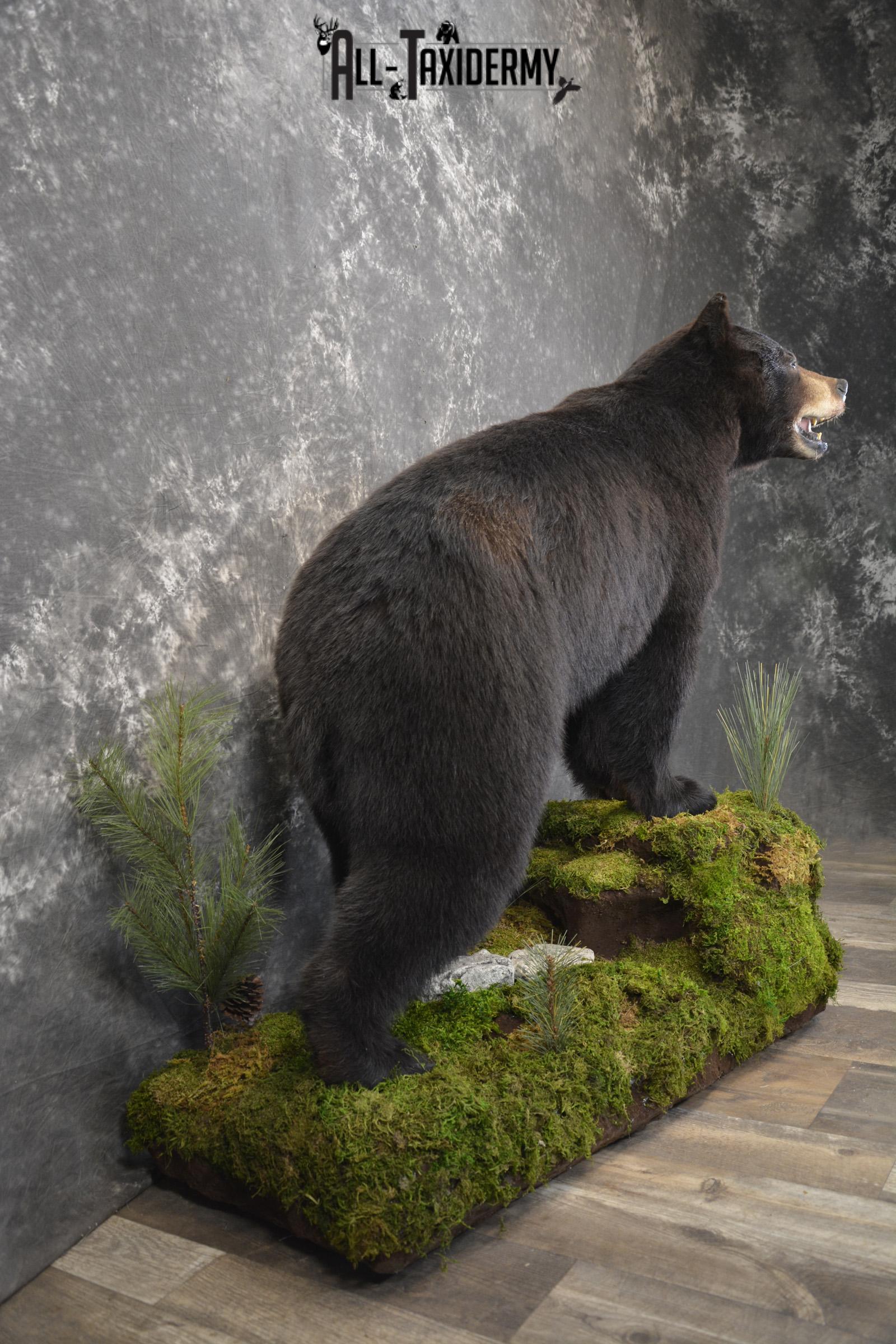Full body Black bear taxidermy mount for sale * SKU 2055 - Image 6