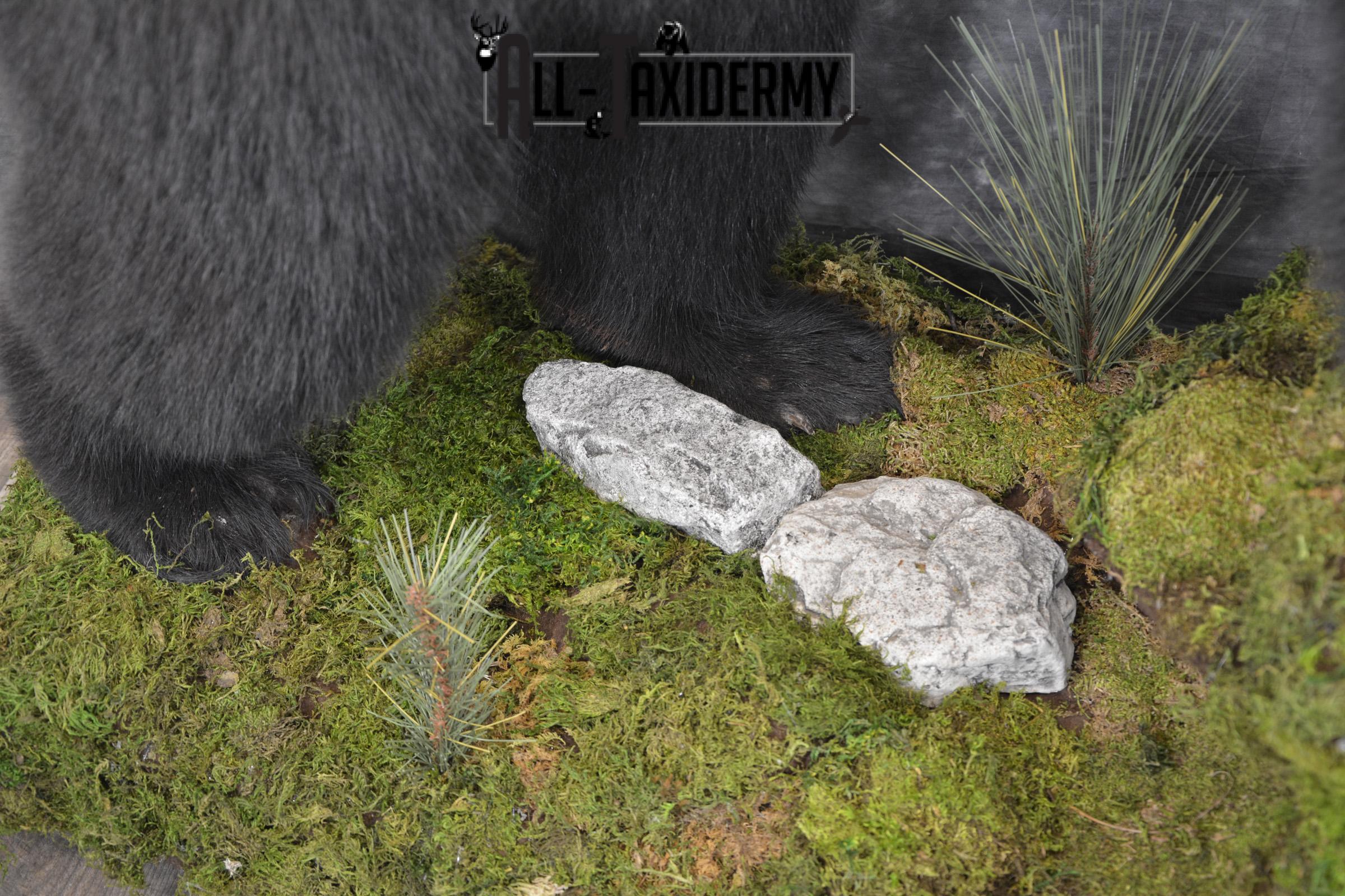Full body Black bear taxidermy mount for sale * SKU 2055 - Image 5