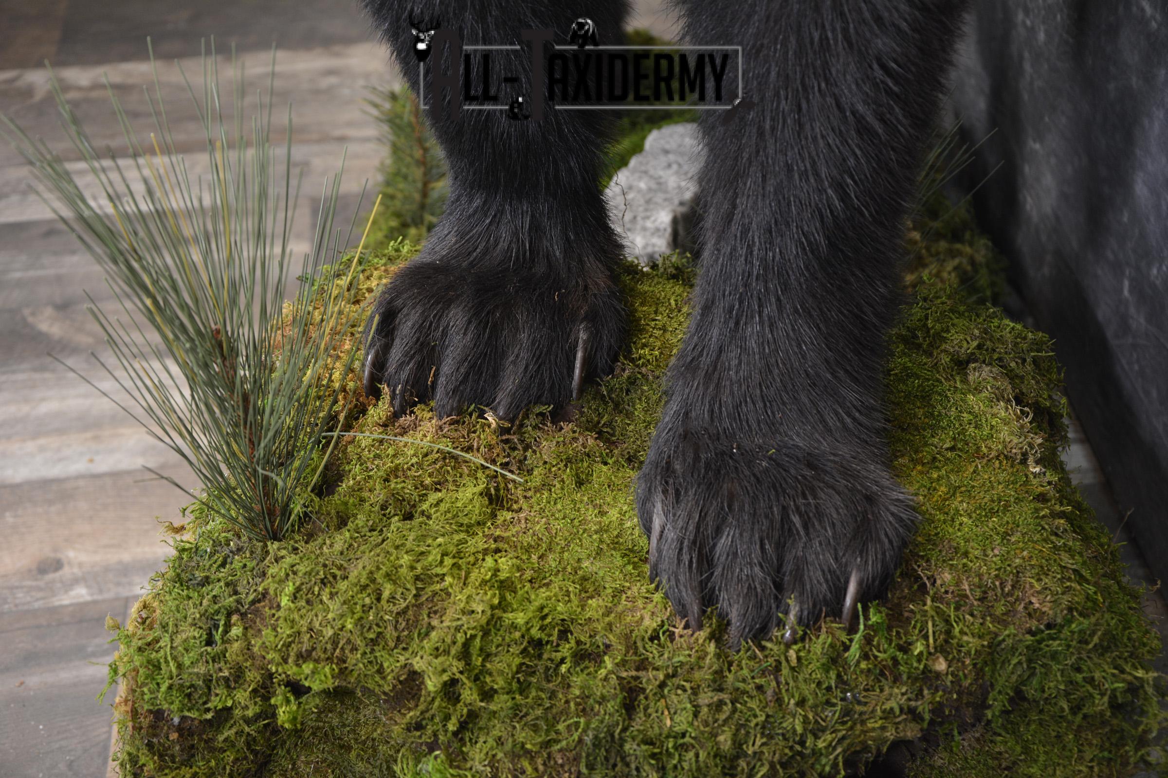 Full body Black bear taxidermy mount for sale * SKU 2055 - Image 4