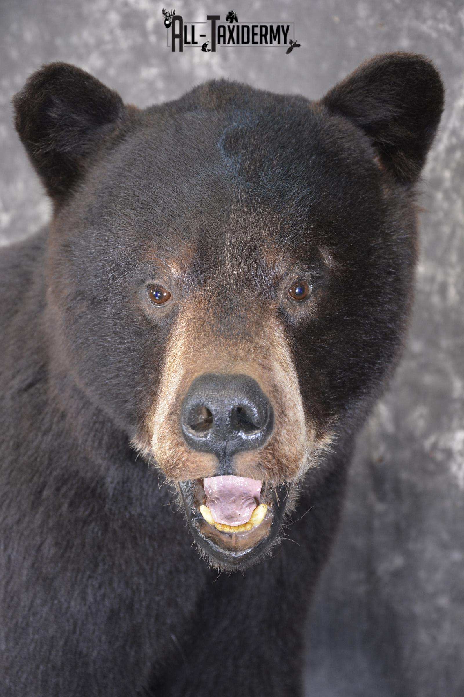 Full body Black bear taxidermy mount for sale * SKU 2055 - Image 3