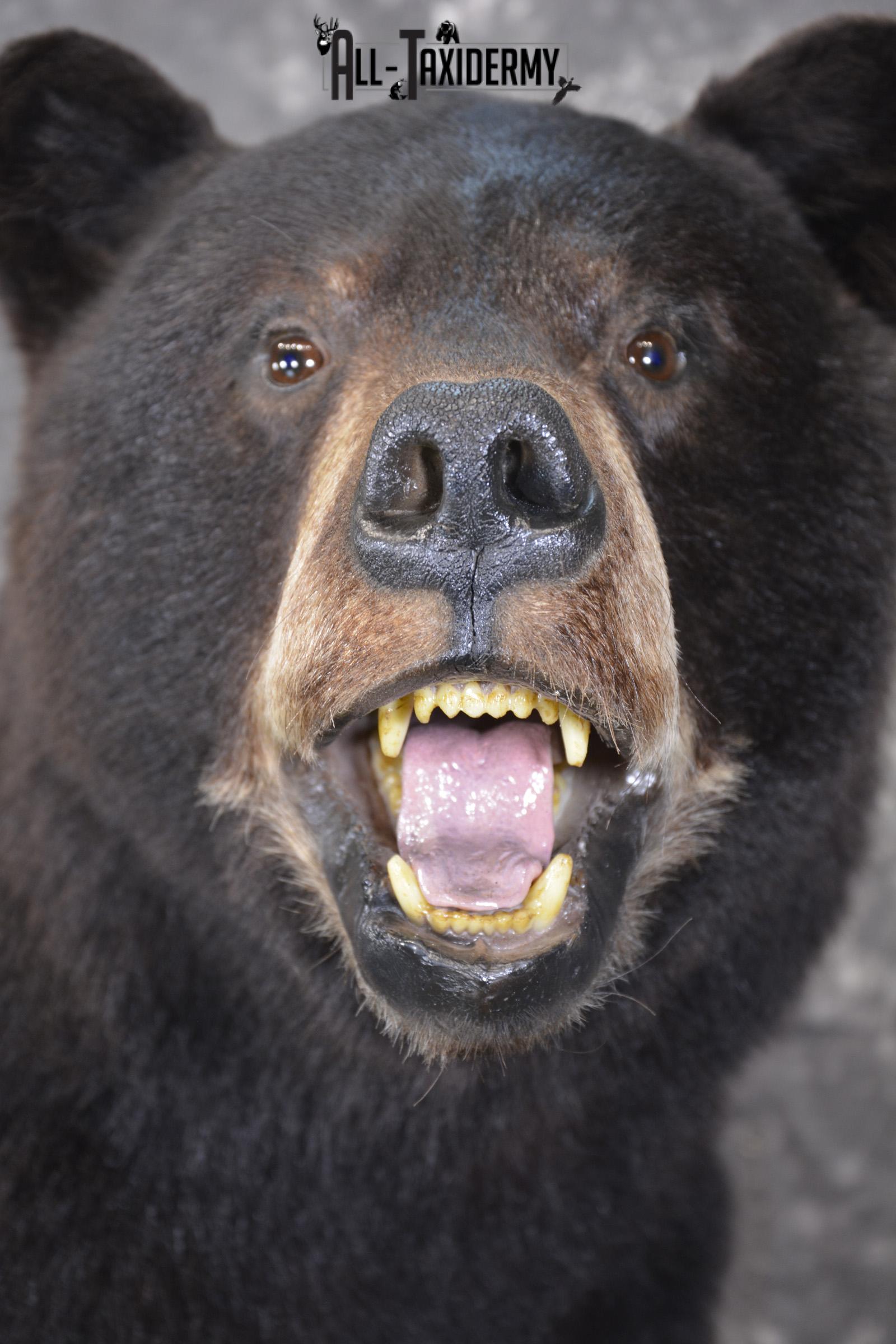 Full body Black bear taxidermy mount for sale * SKU 2055 - Image 2