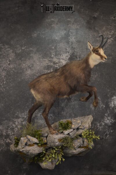 Full body chamois taxidermy mount for sale * SKU 2085
