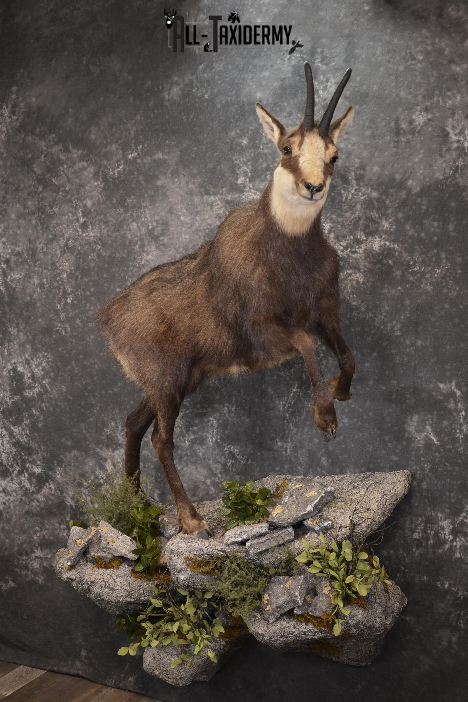 Full body chamois taxidermy mount for sale * SKU 2085 - Image 12