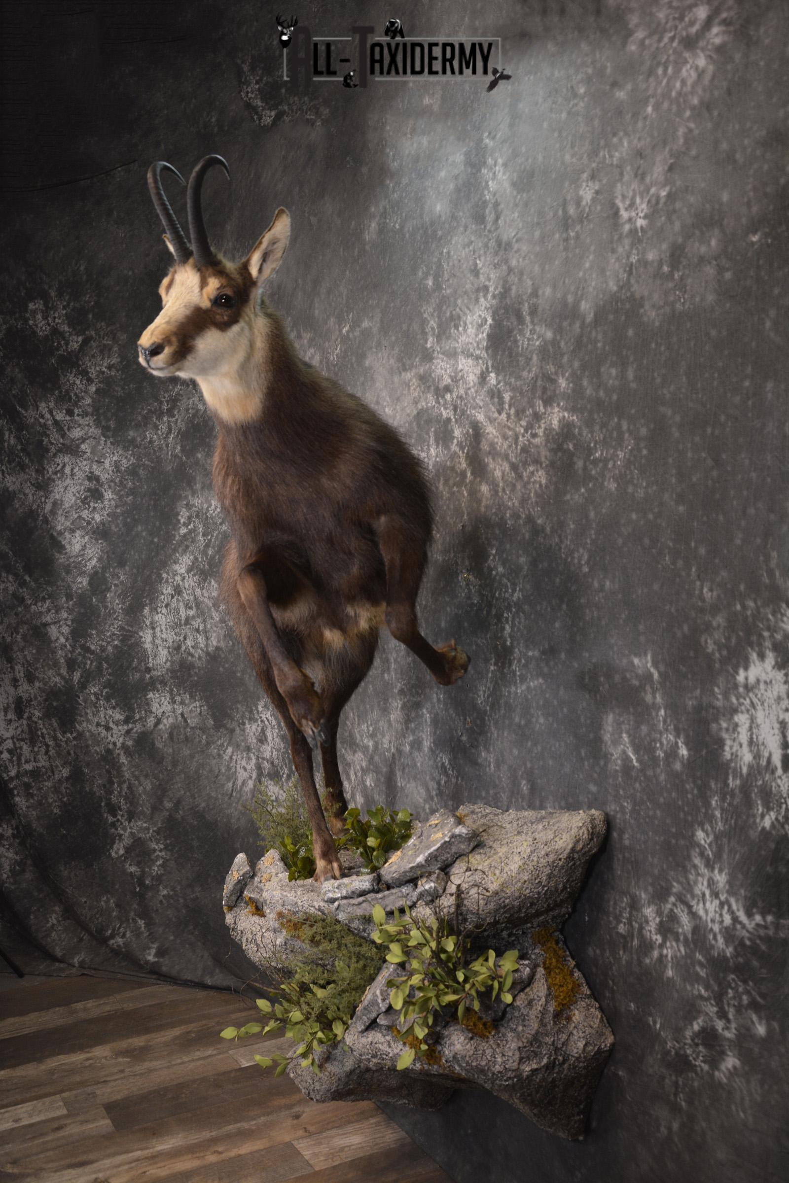 Full body chamois taxidermy mount for sale * SKU 2085 - Image 11