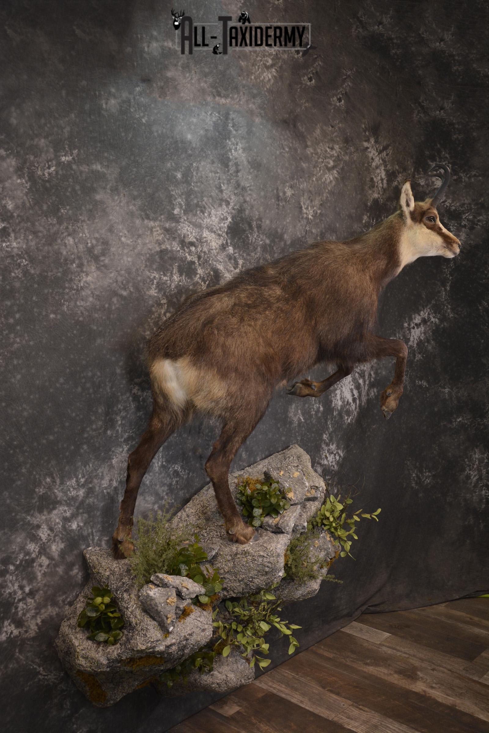 Full body chamois taxidermy mount for sale * SKU 2085 - Image 10