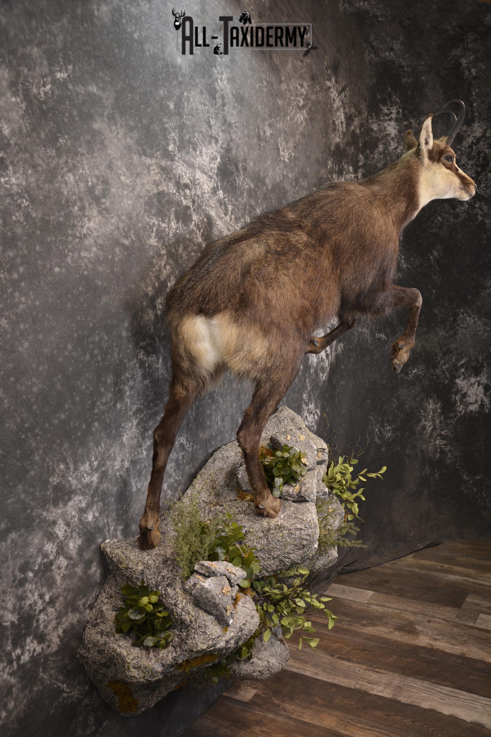 Full body chamois taxidermy mount for sale * SKU 2085 - Image 9