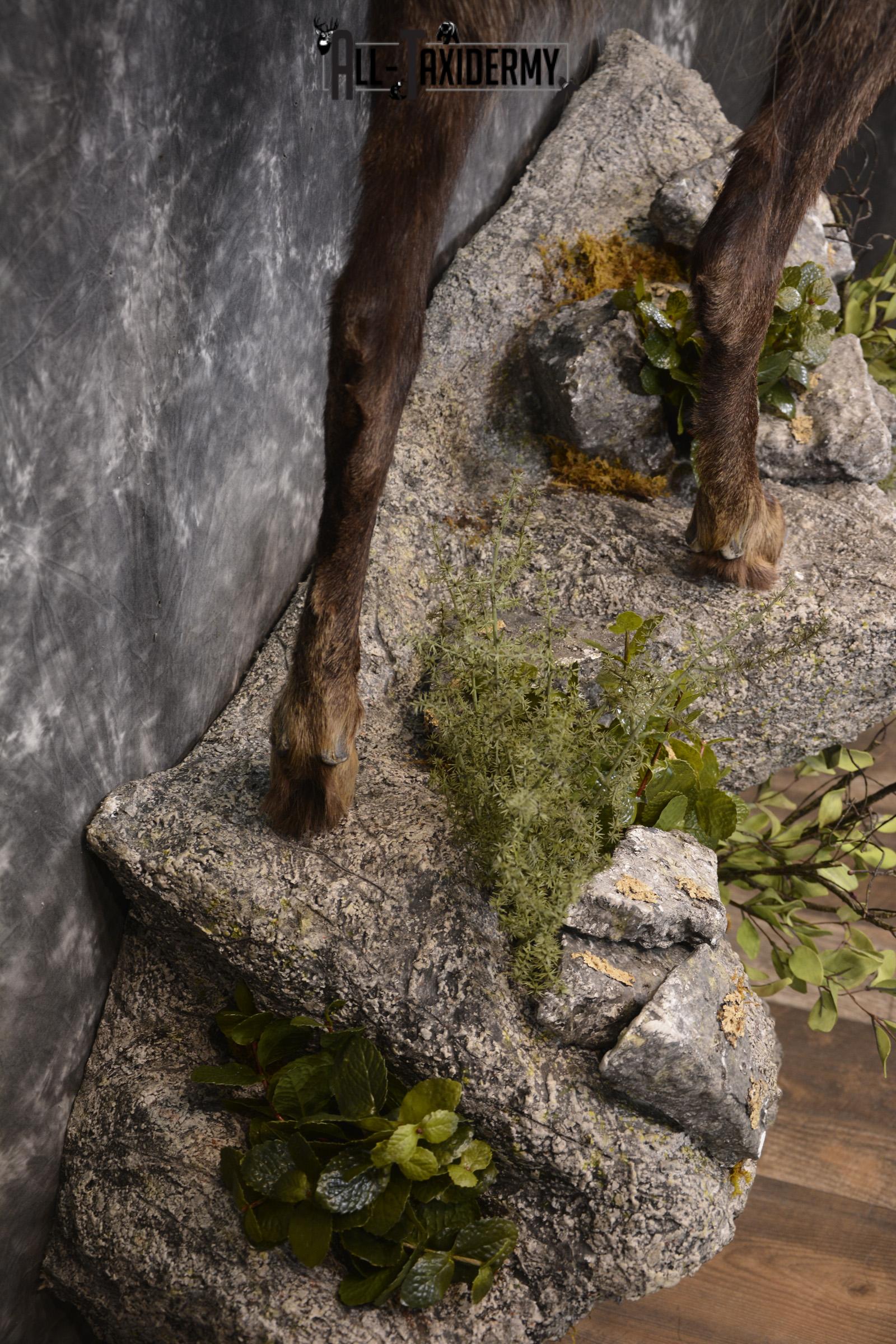 Full body chamois taxidermy mount for sale * SKU 2085 - Image 8