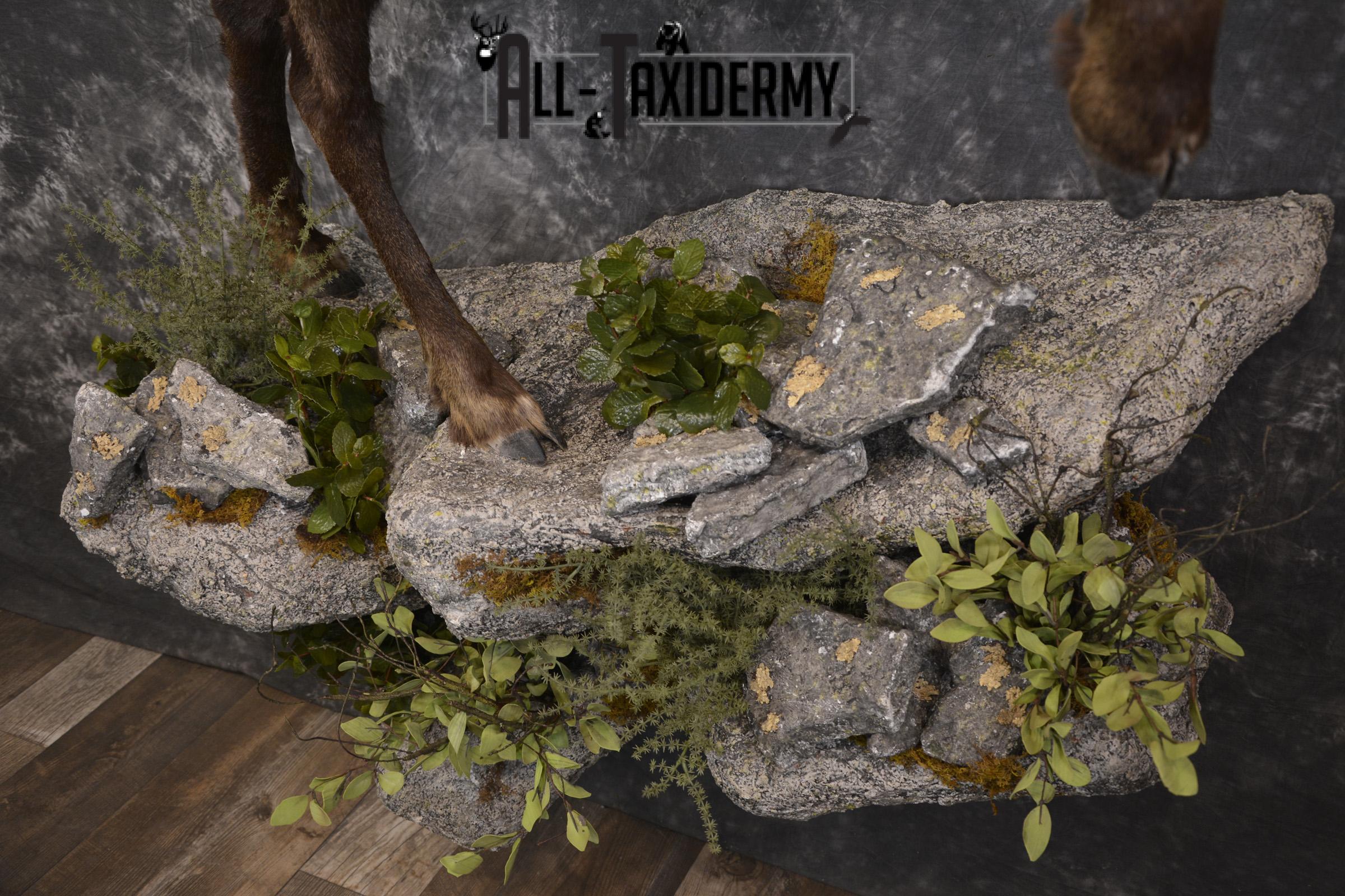 Full body chamois taxidermy mount for sale * SKU 2085 - Image 7