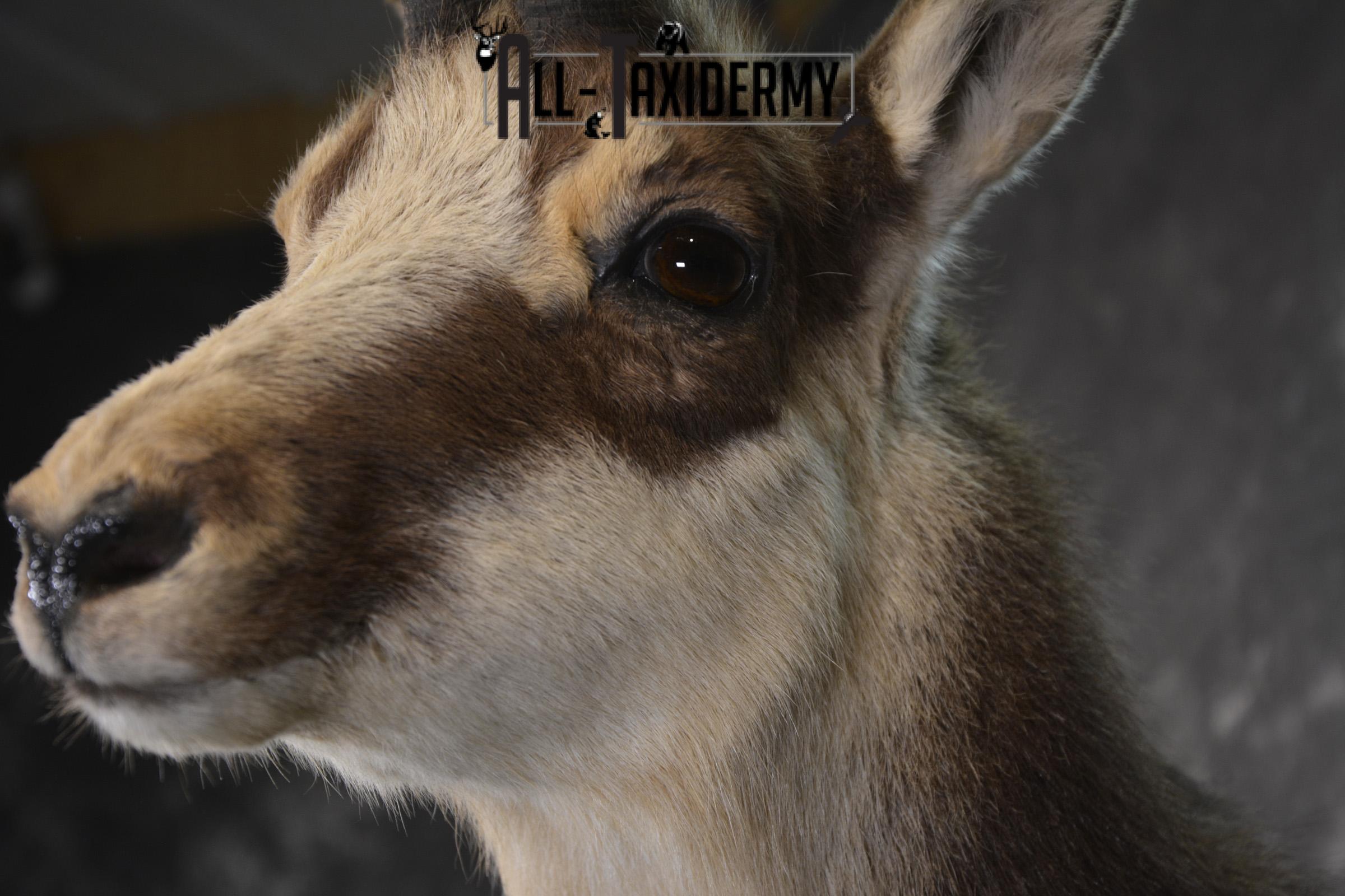 Full body chamois taxidermy mount for sale * SKU 2085 - Image 6