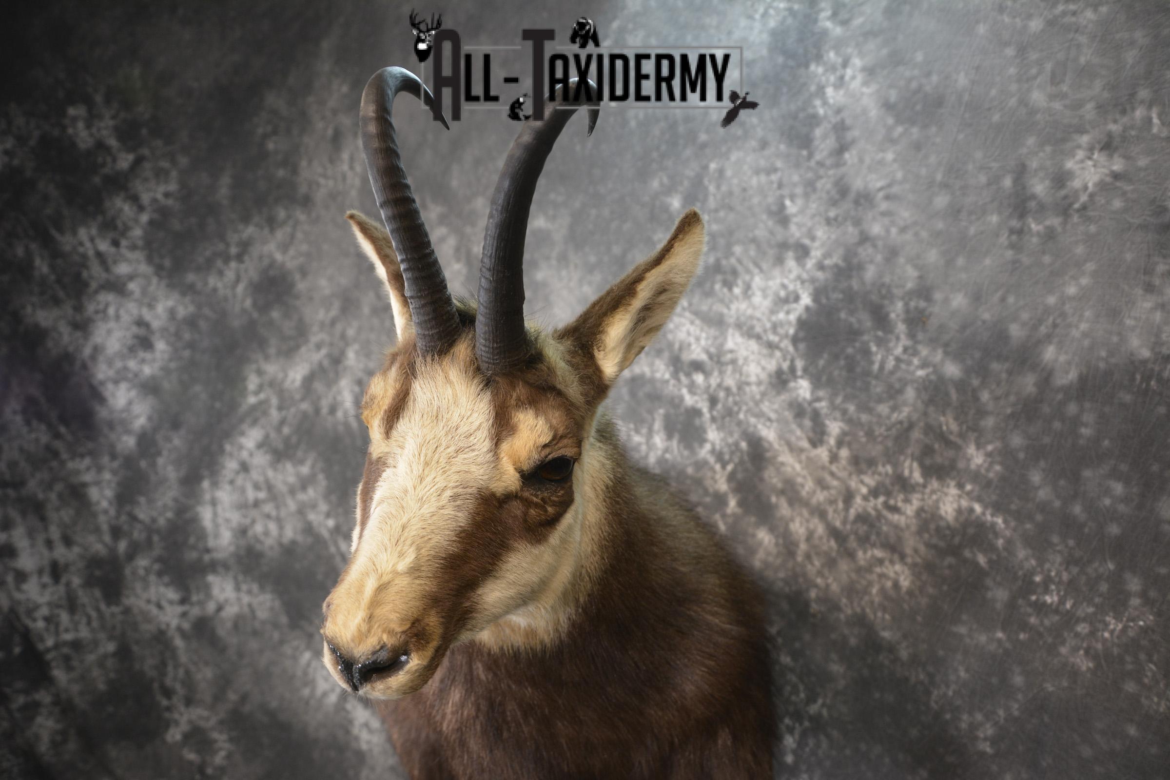 Full body chamois taxidermy mount for sale * SKU 2085 - Image 5