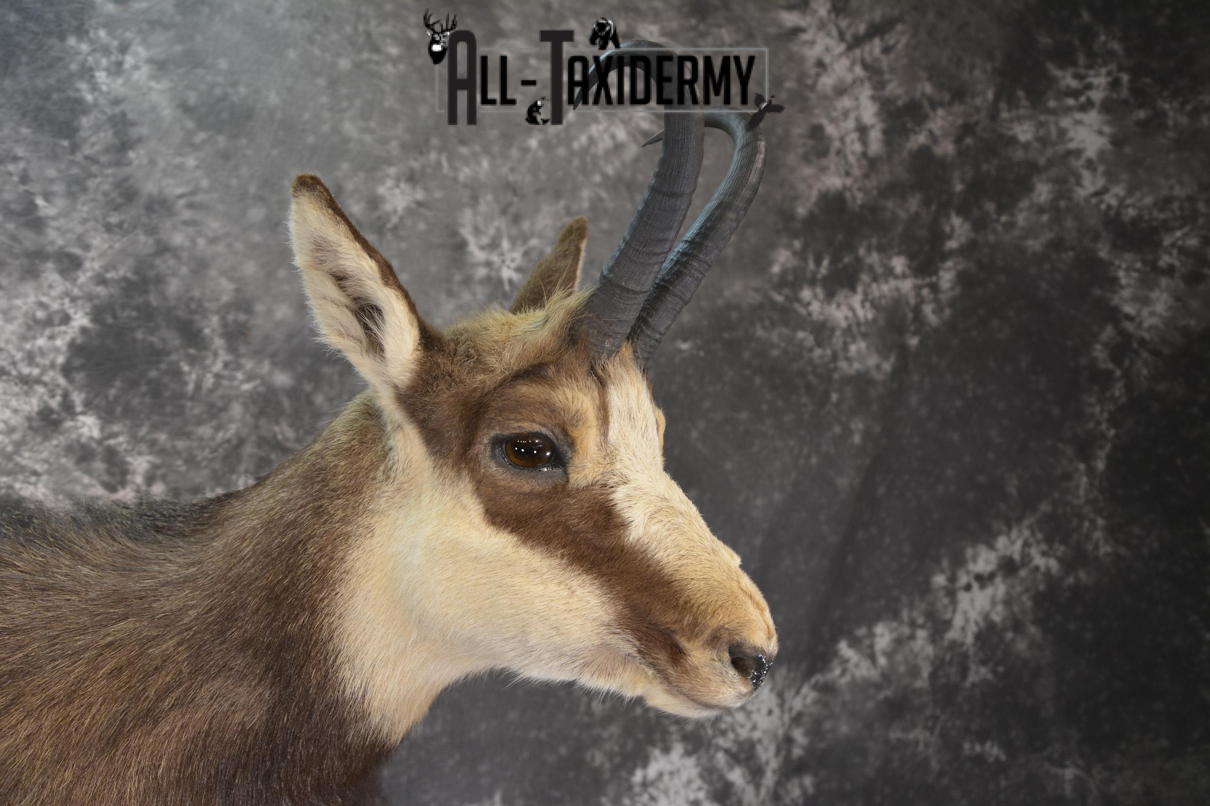 Full body chamois taxidermy mount for sale * SKU 2085 - Image 4