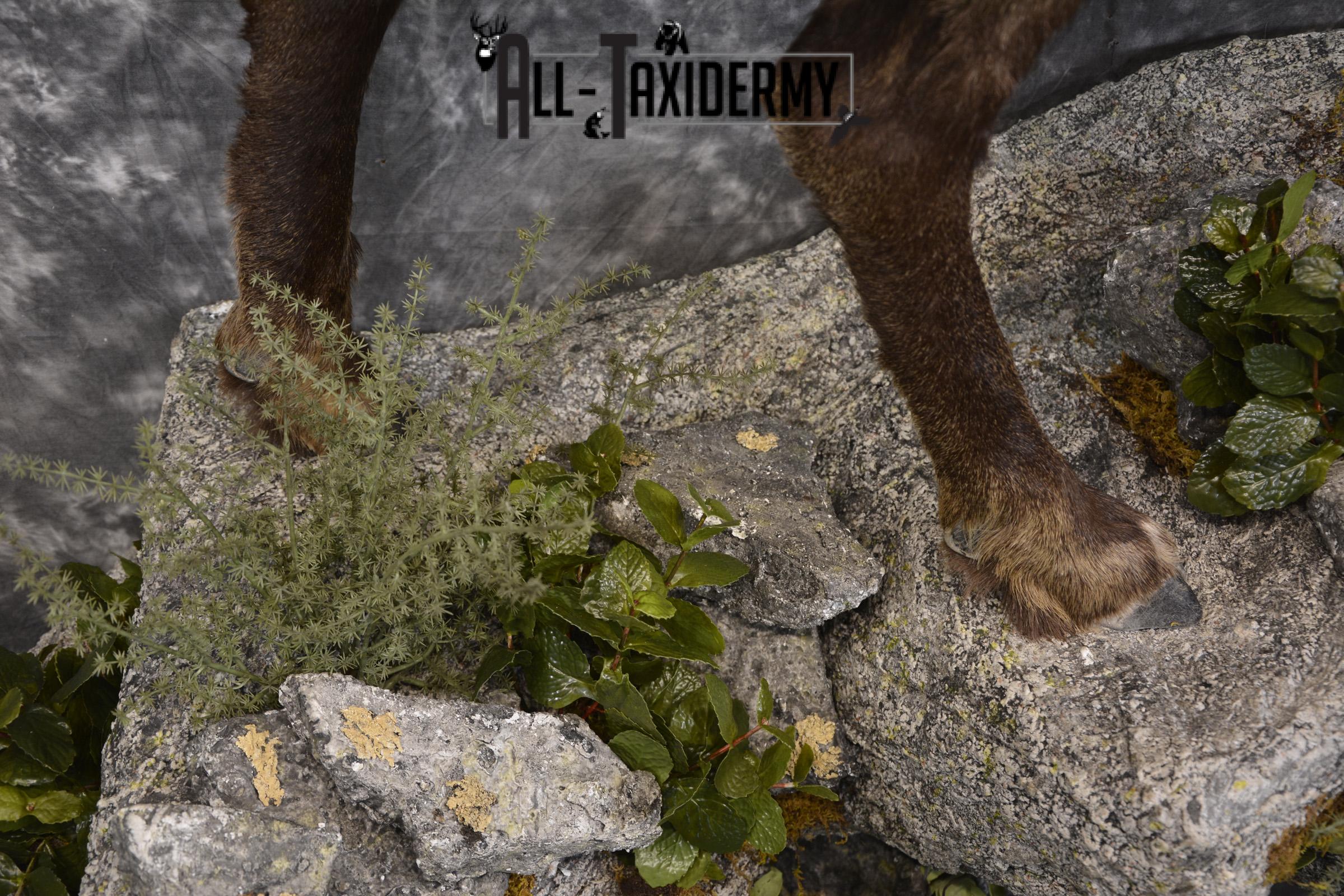 Full body chamois taxidermy mount for sale * SKU 2085 - Image 3