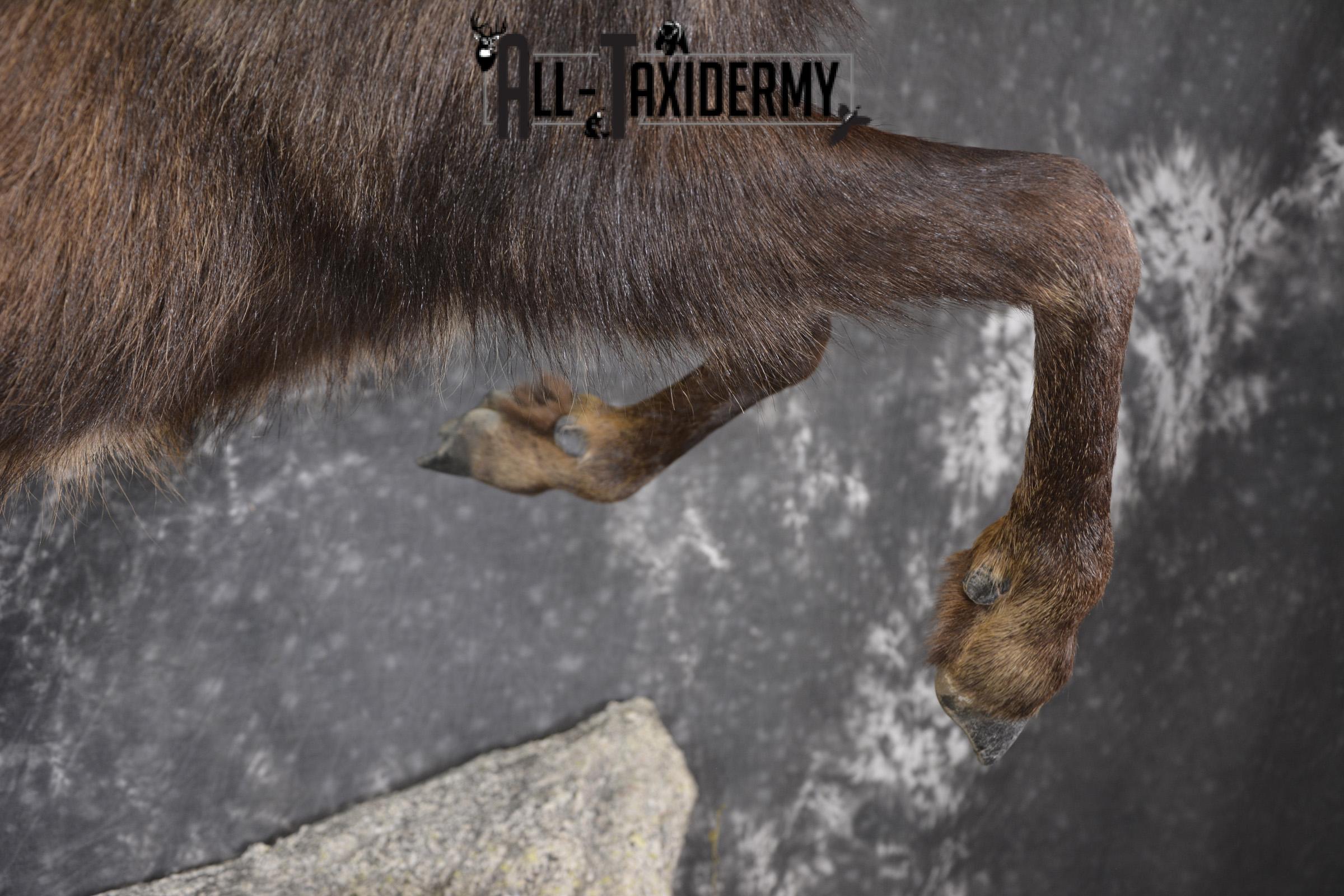 Full body chamois taxidermy mount for sale * SKU 2085 - Image 2