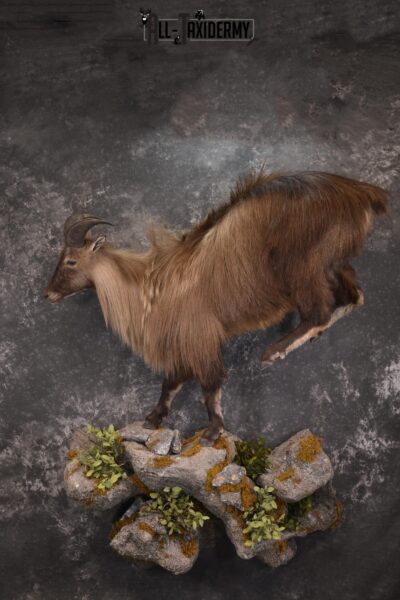 Full body Himalayan Tahr taxidermy mount for sale * SKU 2086
