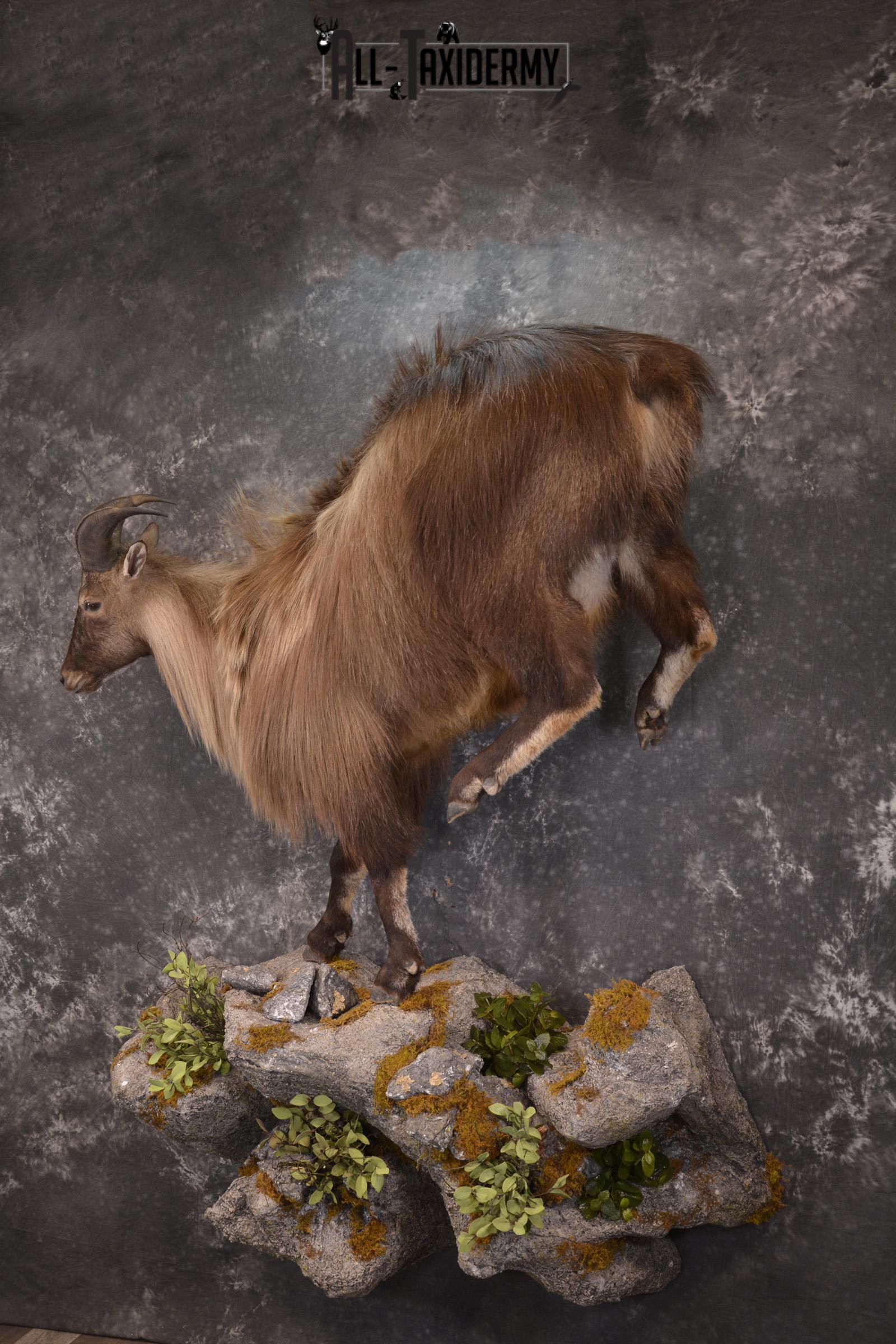 Full body Himalayan Tahr taxidermy mount for sale * SKU 2086 - Image 11