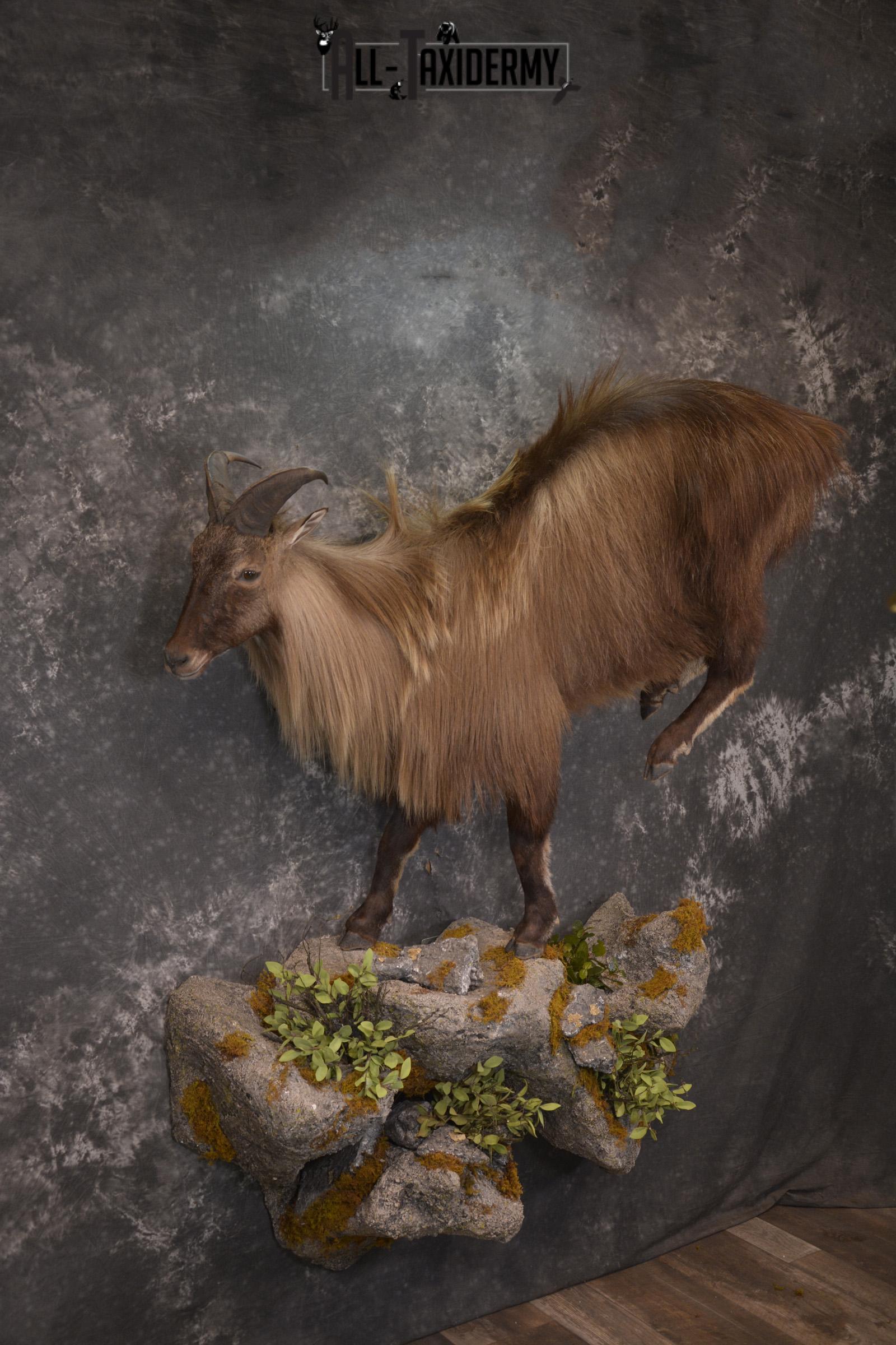 Full body Himalayan Tahr taxidermy mount for sale * SKU 2086 - Image 9