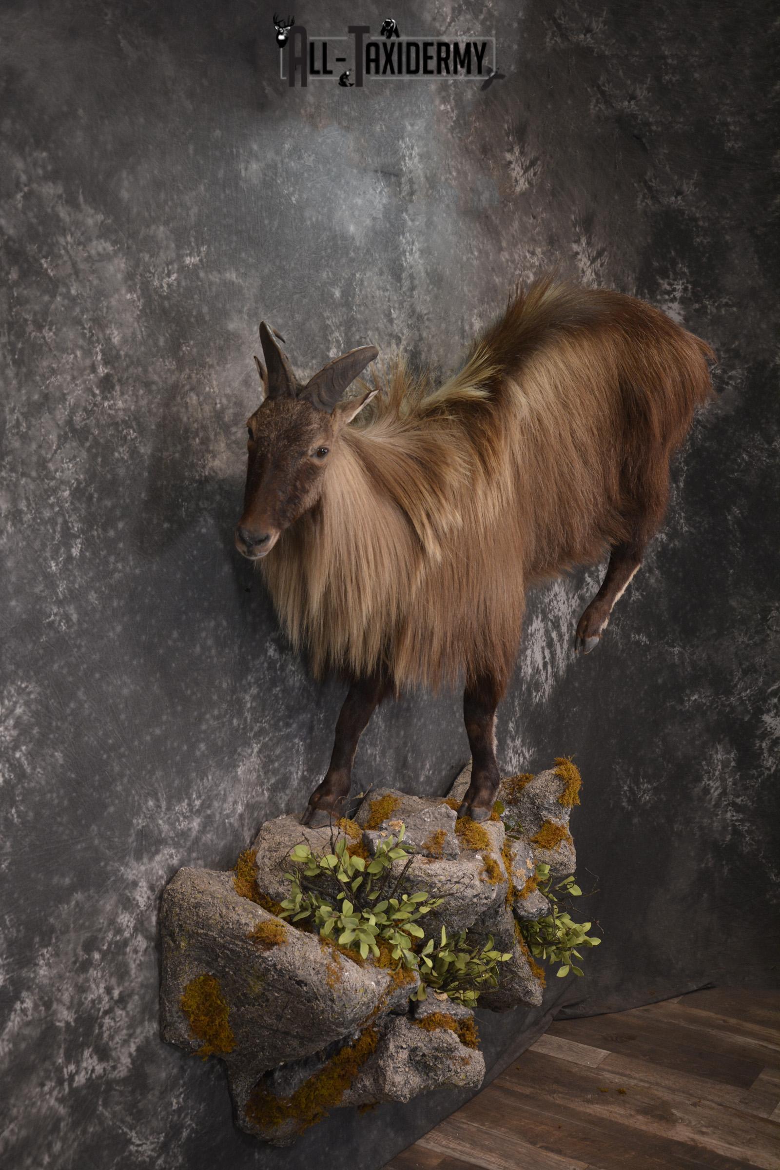 Full body Himalayan Tahr taxidermy mount for sale * SKU 2086 - Image 8