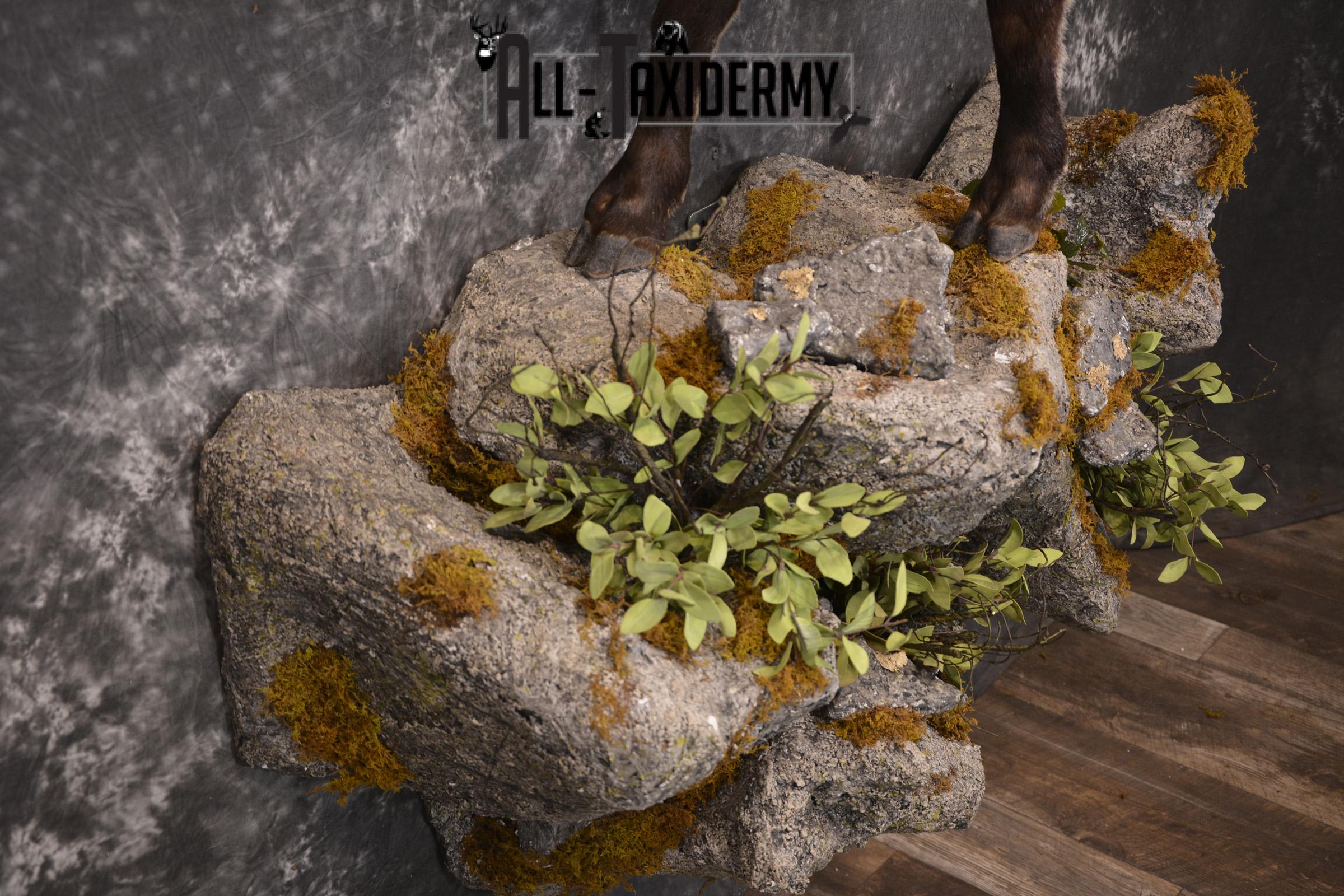 Full body Himalayan Tahr taxidermy mount for sale * SKU 2086 - Image 7