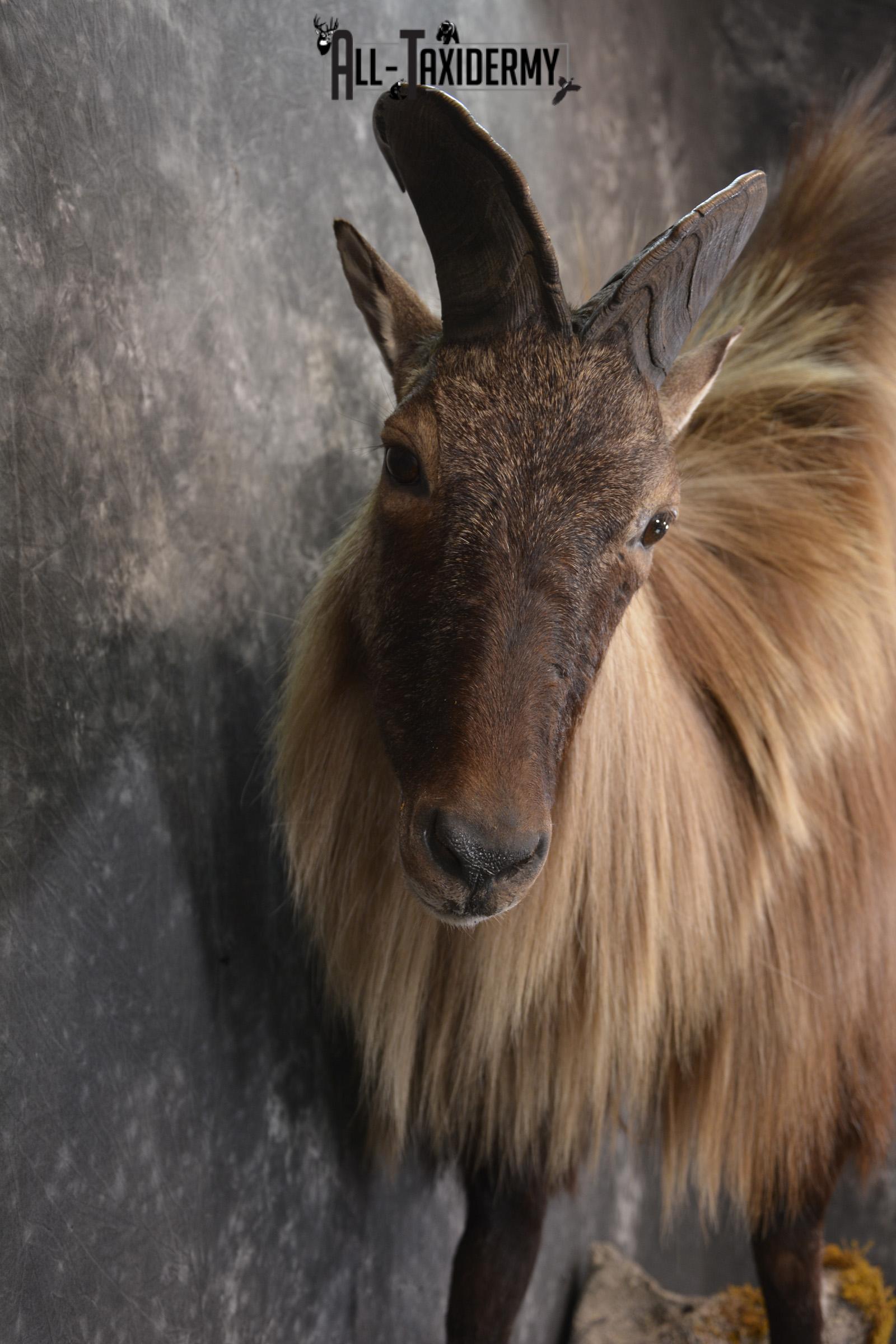 Full body Himalayan Tahr taxidermy mount for sale * SKU 2086 - Image 5