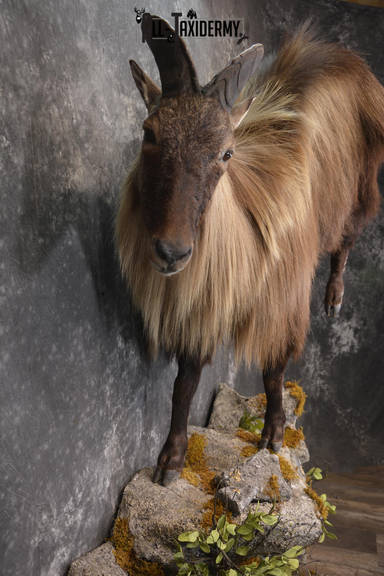 Full body Himalayan Tahr taxidermy mount for sale * SKU 2086 - Image 4