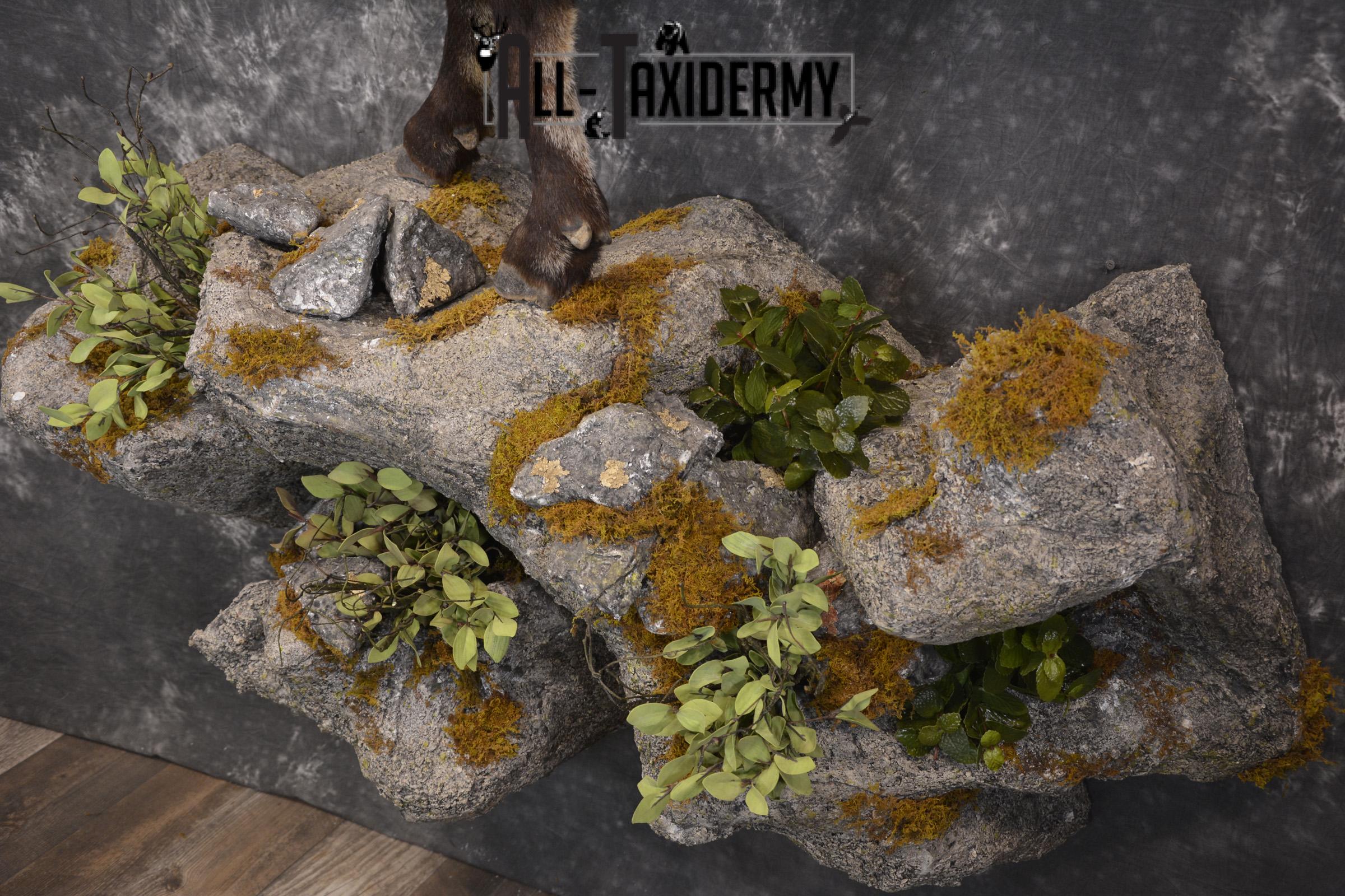 Full body Himalayan Tahr taxidermy mount for sale * SKU 2086 - Image 3