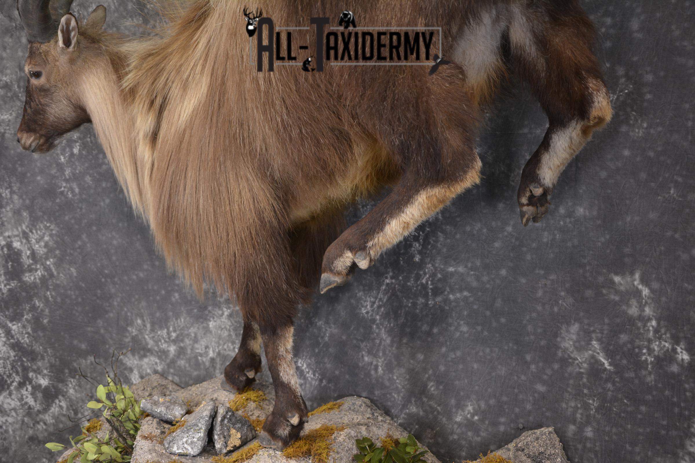 Full body Himalayan Tahr taxidermy mount for sale * SKU 2086 - Image 2