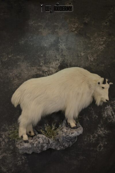 Full body mountain goat taxidermy mount for sale * SKU 2087