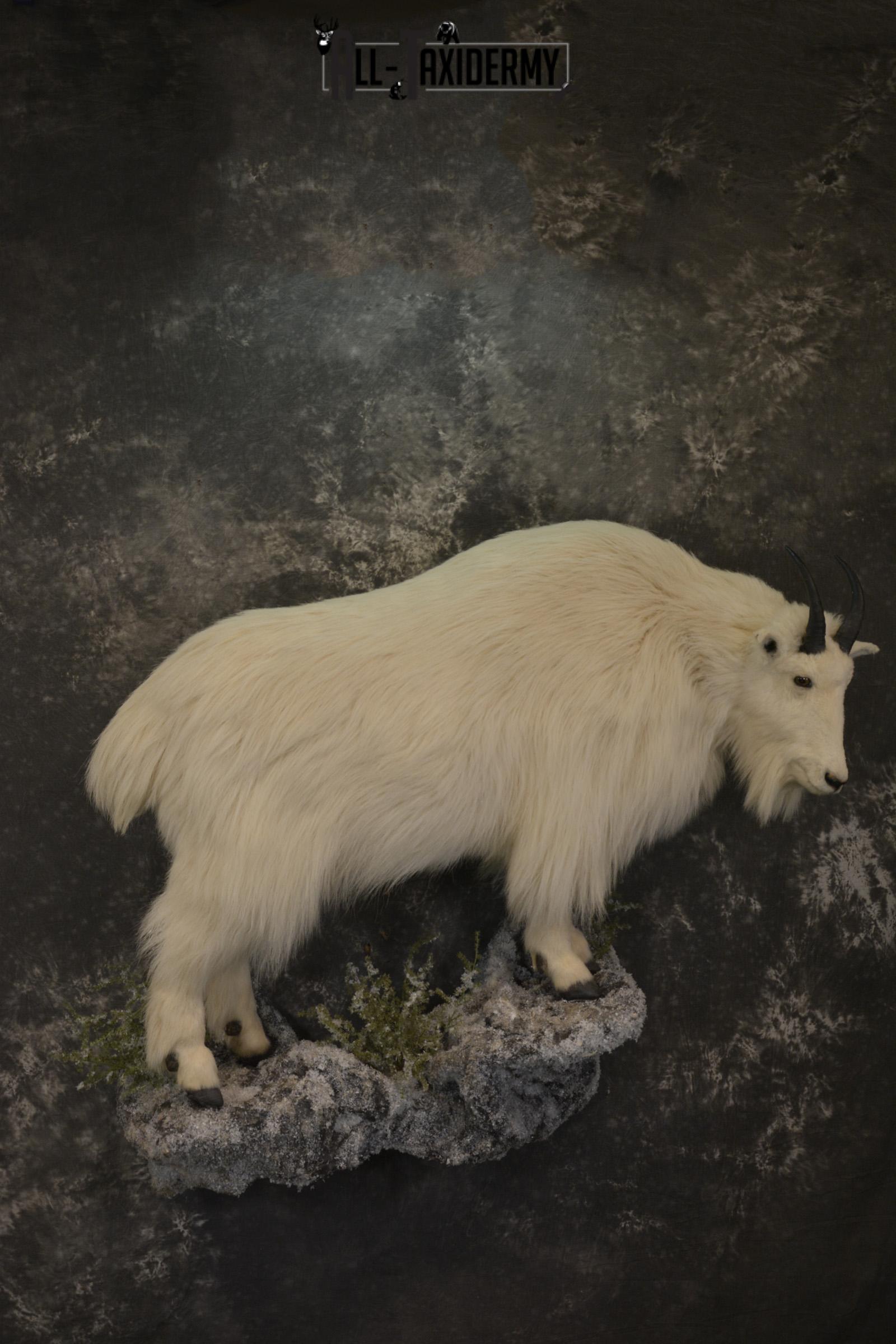 Full body mountain goat taxidermy mount for sale * SKU 2087