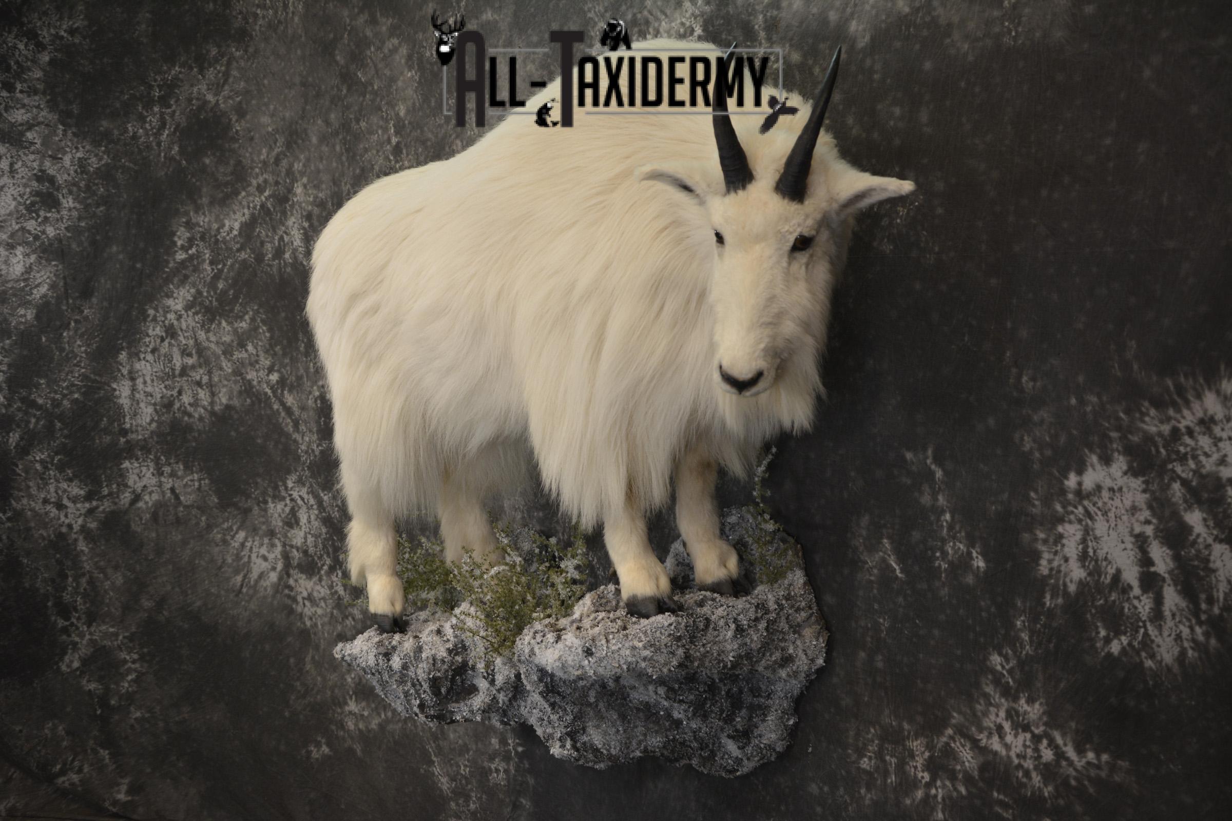Full body mountain goat taxidermy mount for sale * SKU 2087 - Image 8