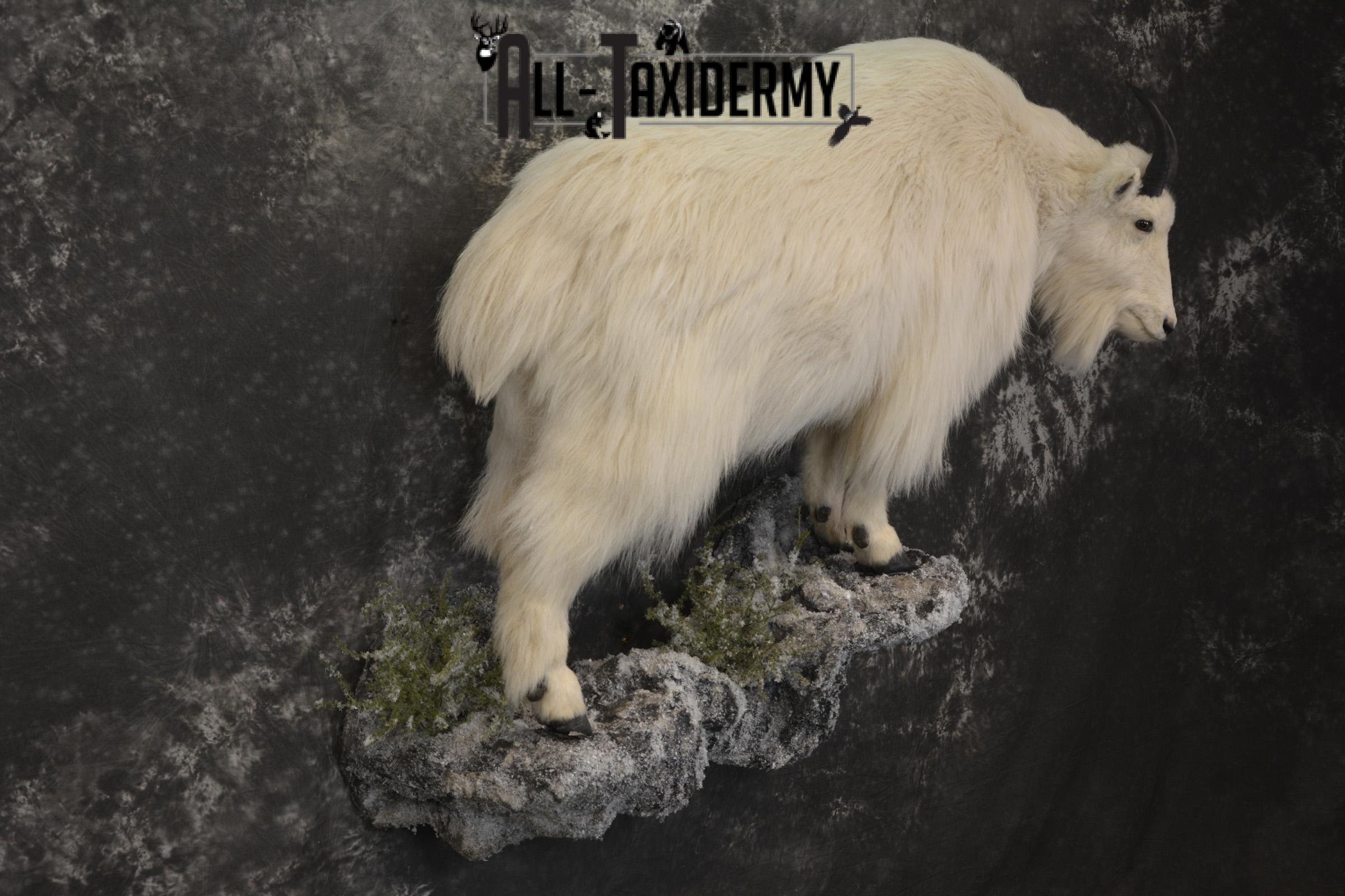 Full body mountain goat taxidermy mount for sale * SKU 2087 - Image 7