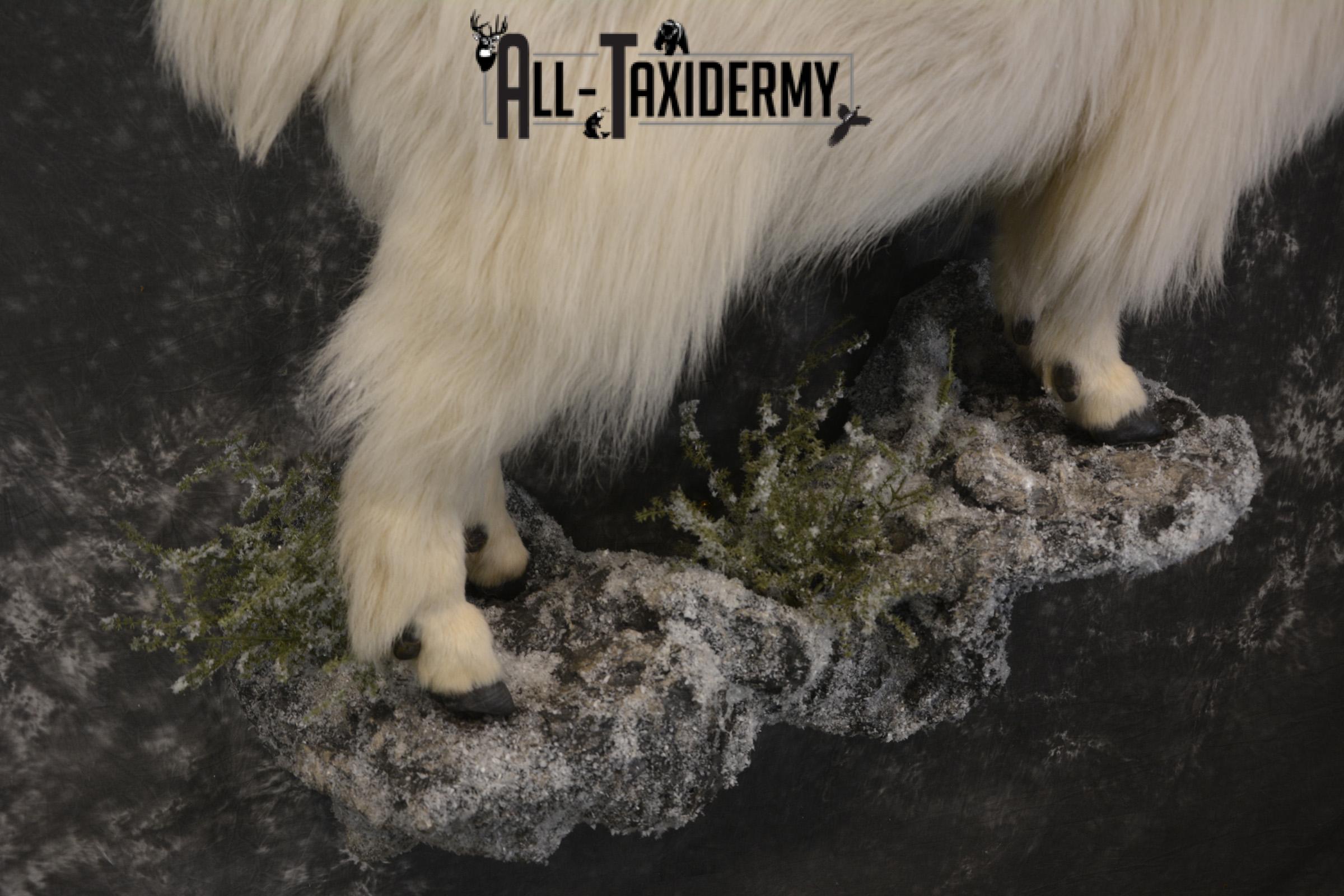 Full body mountain goat taxidermy mount for sale * SKU 2087 - Image 5