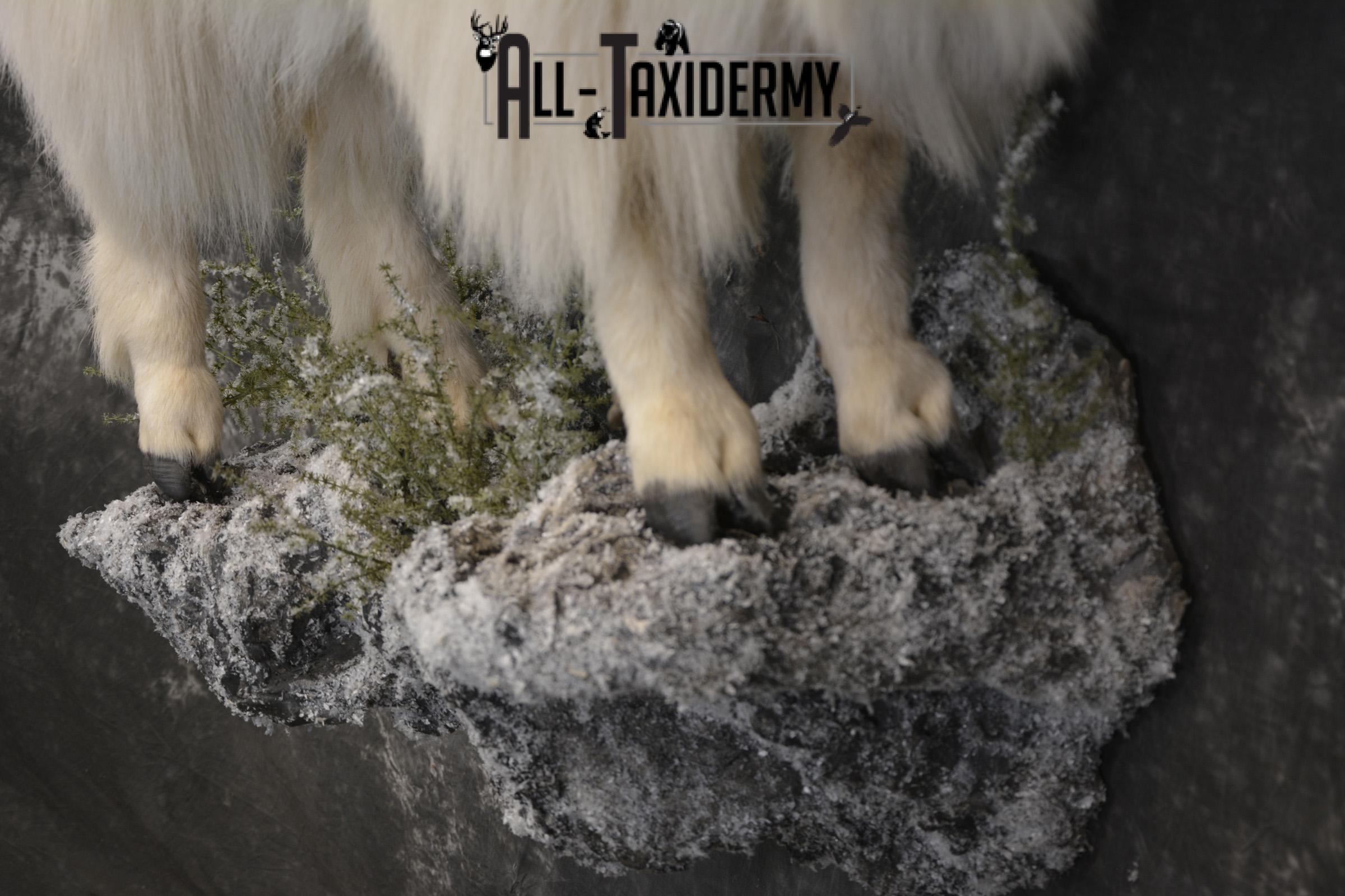 Full body mountain goat taxidermy mount for sale * SKU 2087 - Image 4